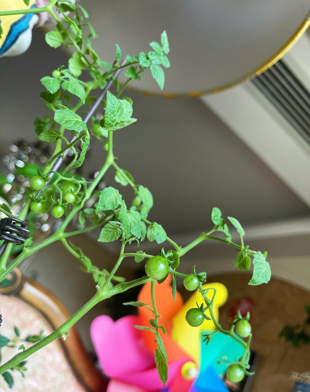 甜豌豆番茄的颜色开始变啦 虽然它的个头很小,但是迷你的小果实,看