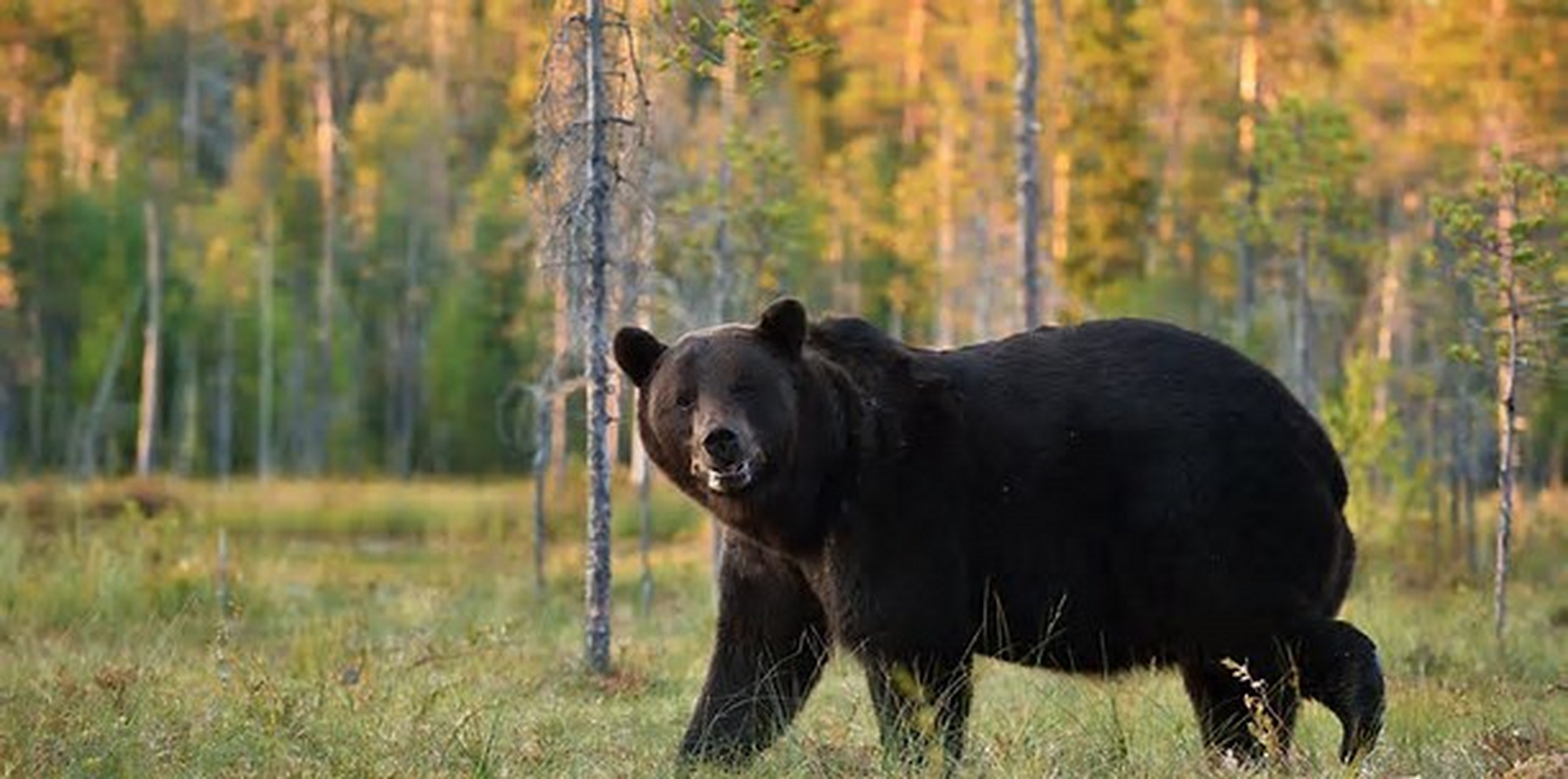 野生黑熊一家"闪现"吉林延边 近日,吉林延边边境管理支队广坪边境检查