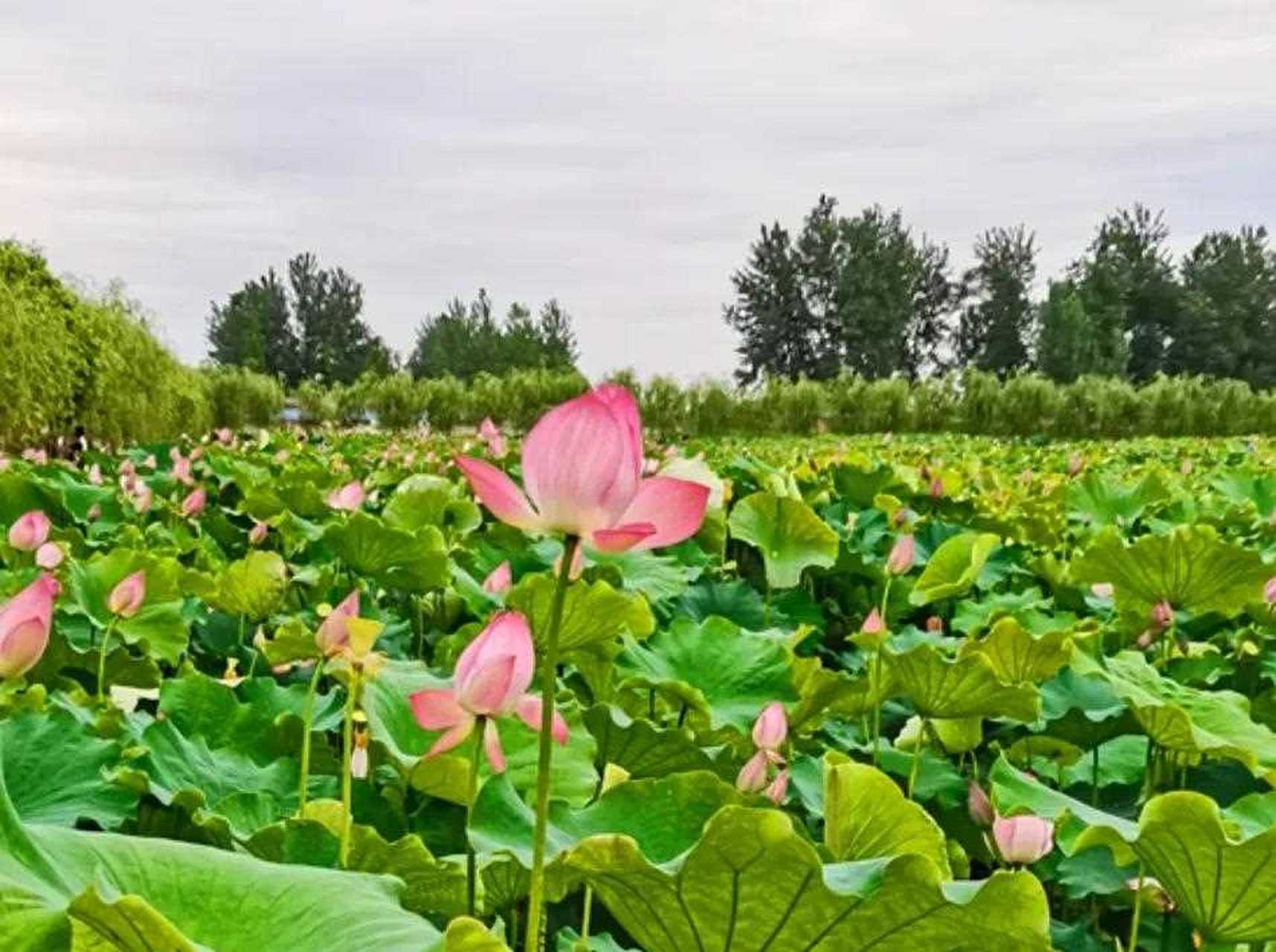 城固县这里的千亩荷花陆续绽放,快来赏花!