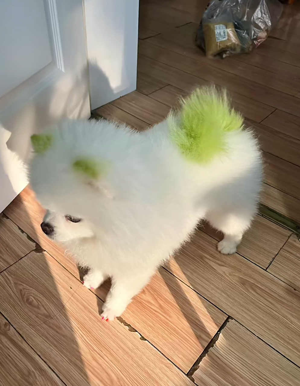 主人:用菠菜给狗子染了个色,还别说,真的挺好看的呢!