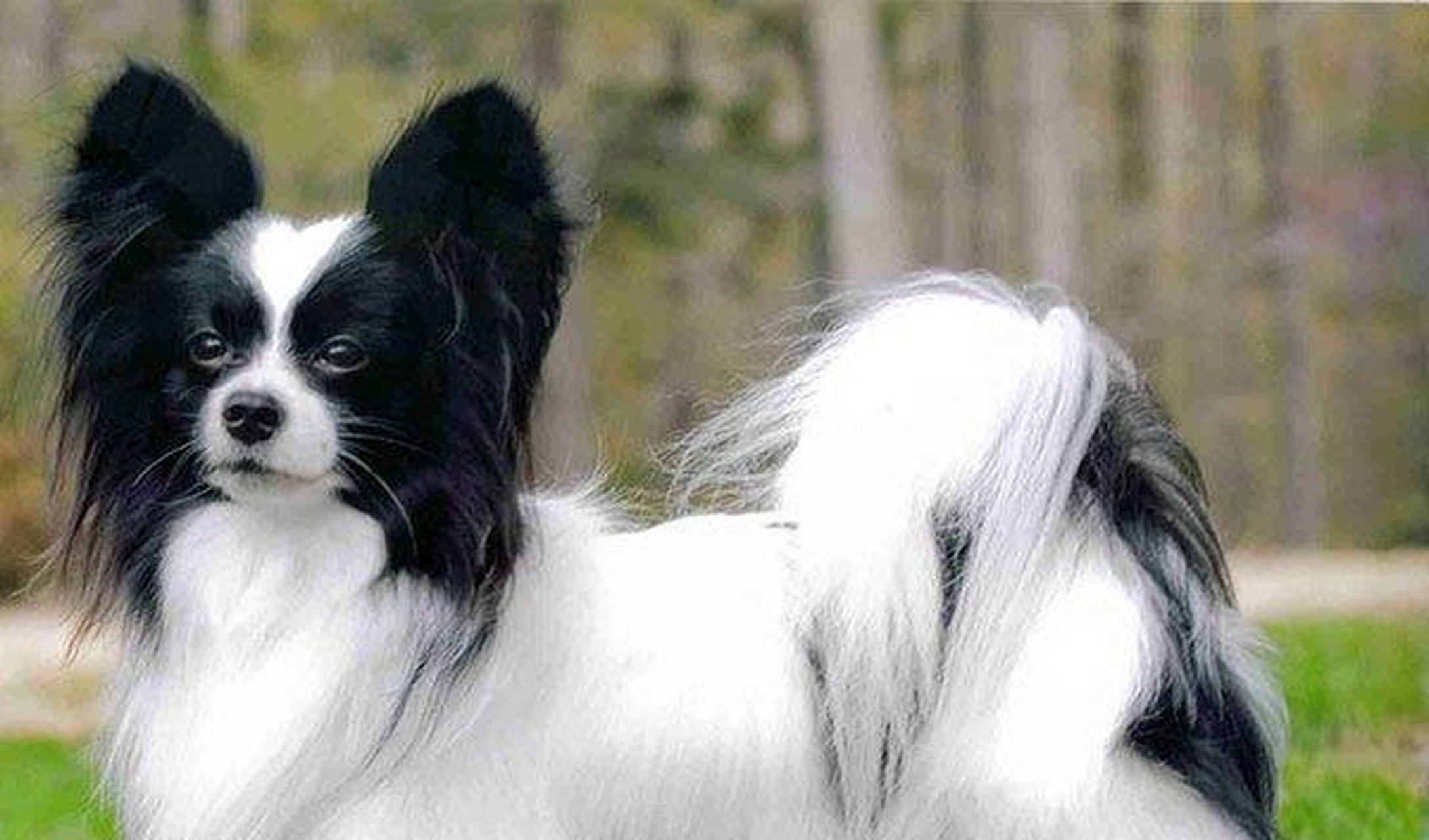 史上最萌的狗狗!法国宫廷犬——蝴蝶犬,非你莫属!