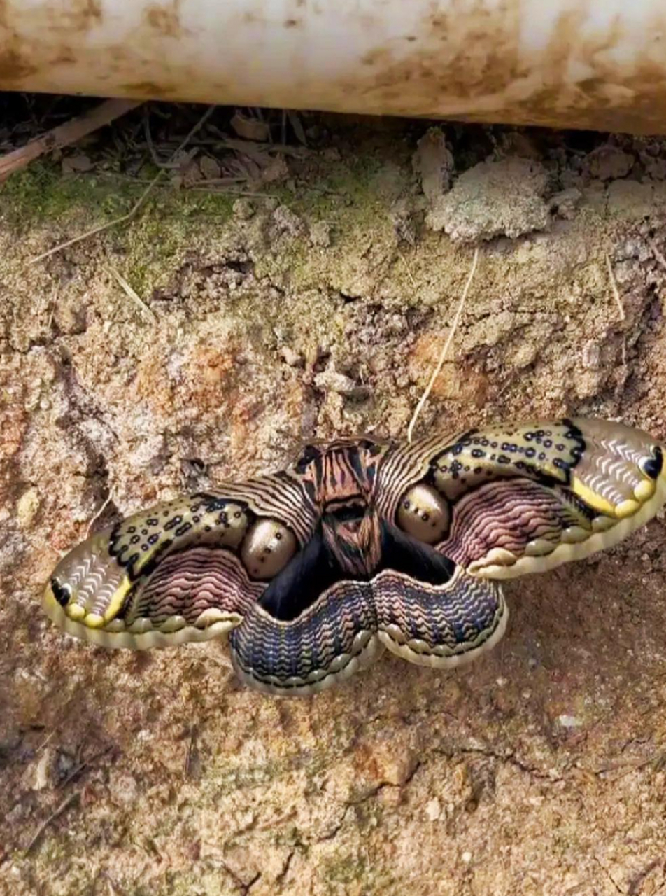 这是什么蝴蝶啊?这么好看会有毒么