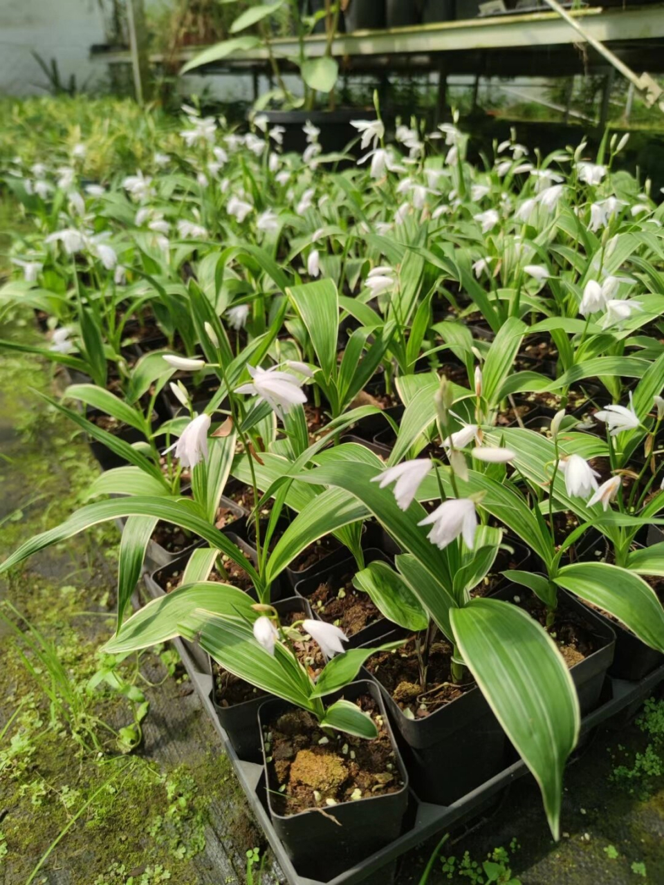 白芨的价格 一斤图片