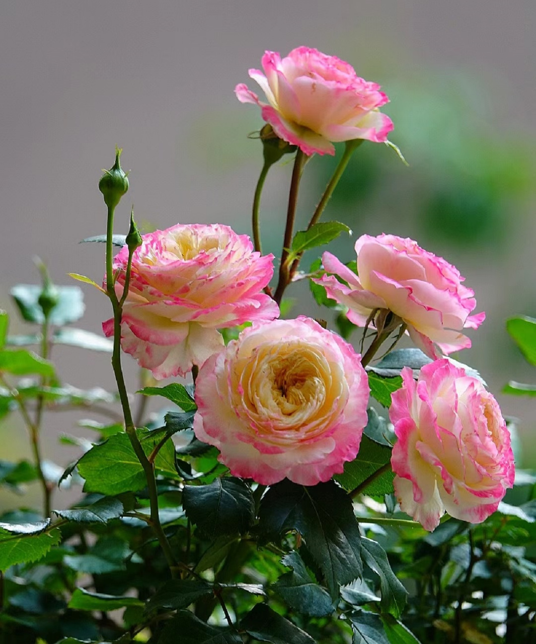 夏天到了,给大家推荐一款很耐热的月季花——初妆,国内知名育种人天狼