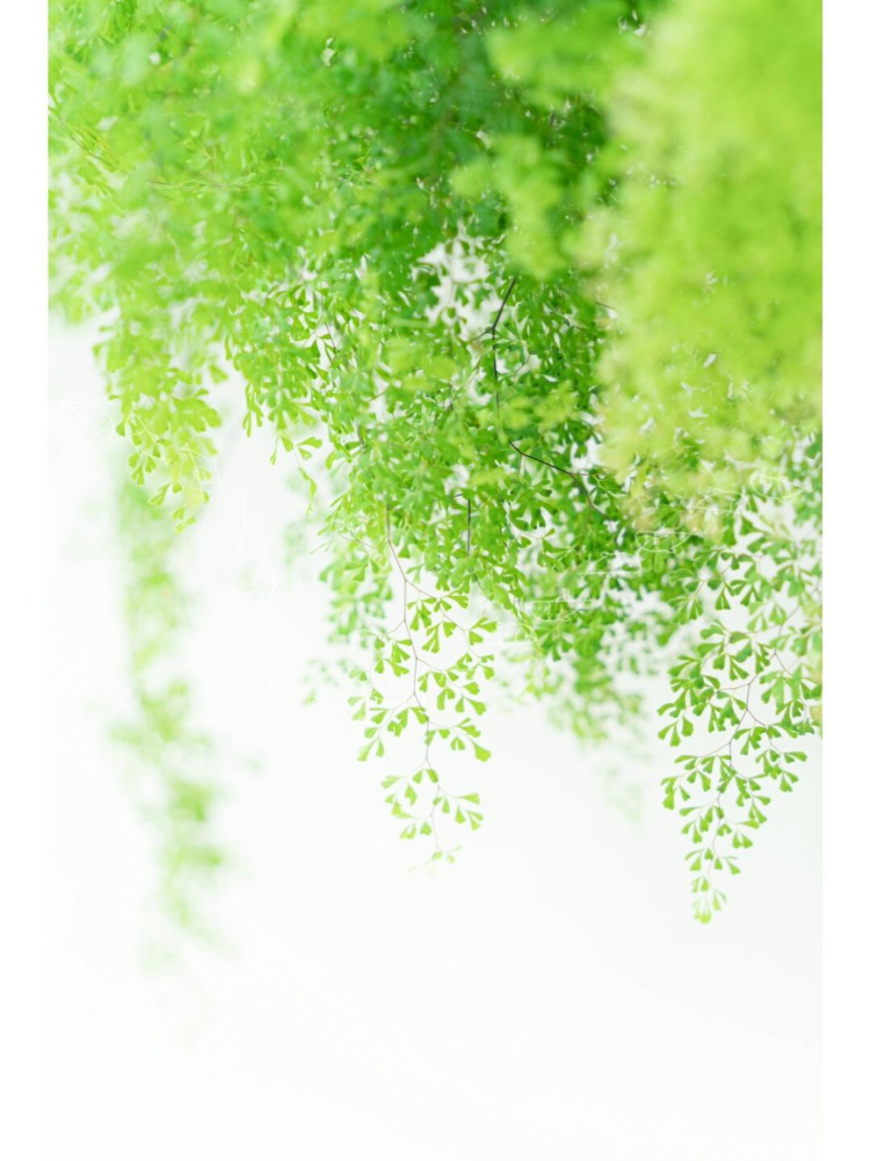 细叶铁线蕨  铁线蕨不容易养死,但很容易养残