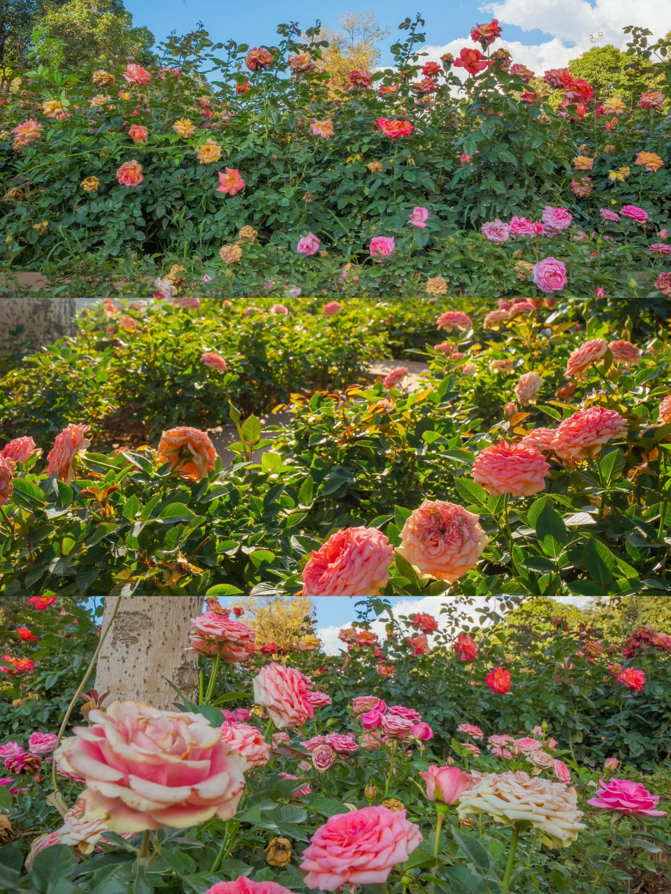 最美不过夕阳花,属于昆明的浪漫  彩云公园| 	 :彩云公园 公共交通