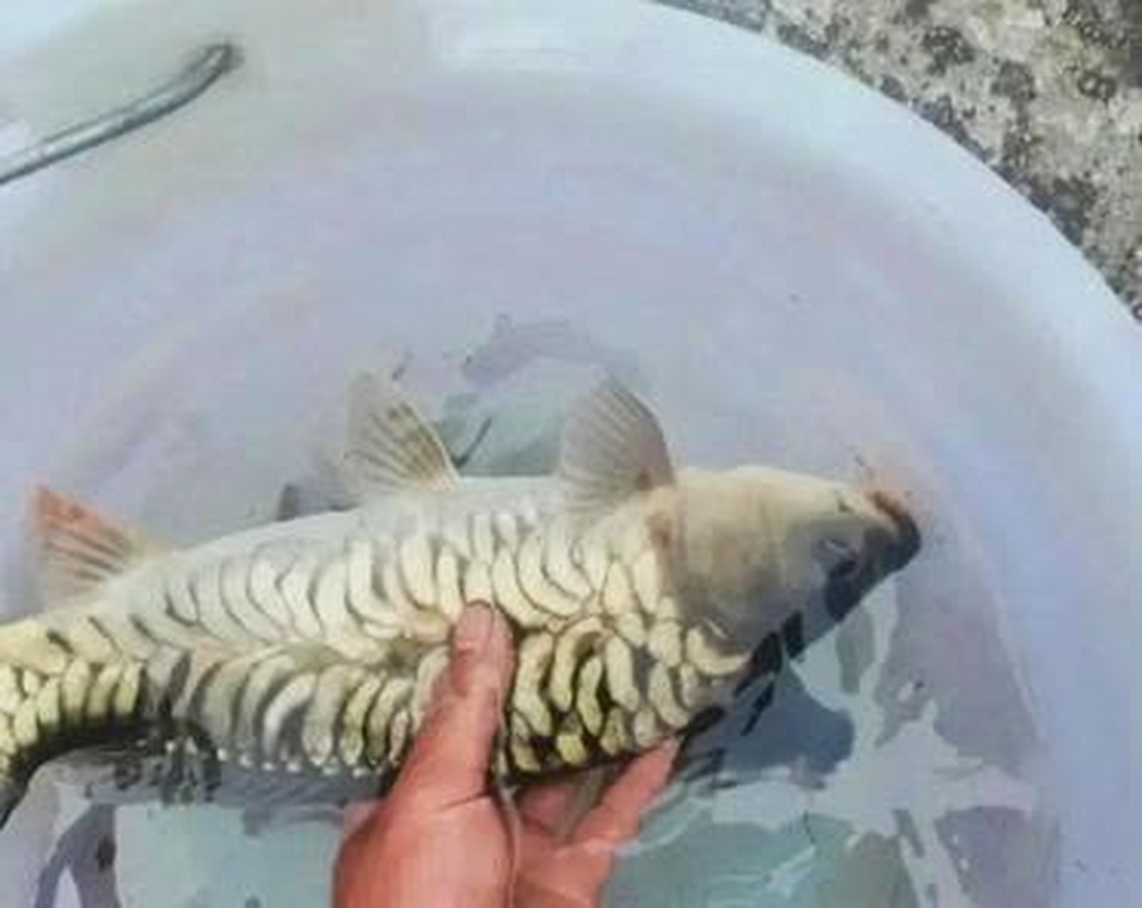 难道这鱼要变龙了,逆鳞也出来了?[尬笑]