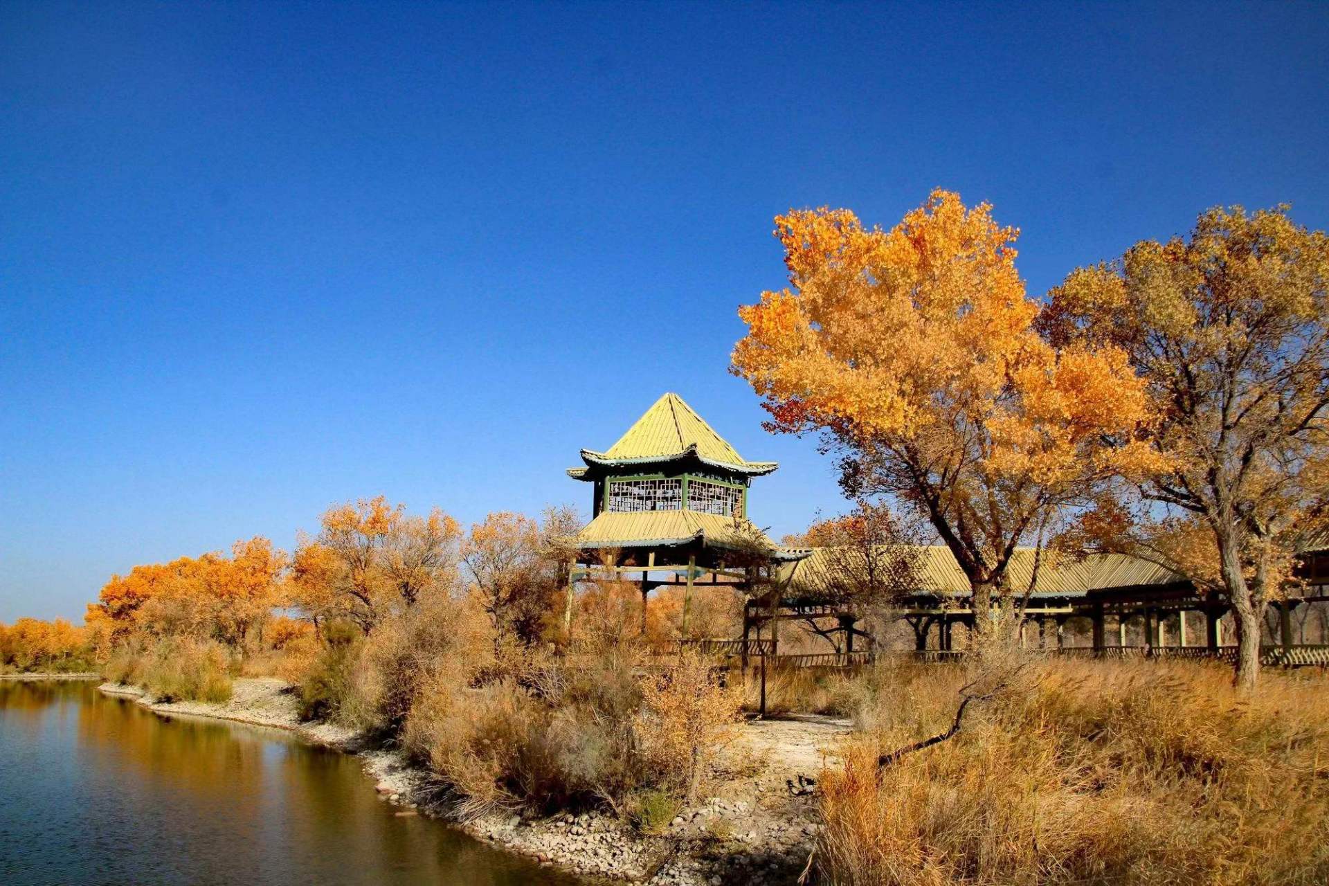 金胡扬 泽普金胡杨林位于新疆泽普县西南40公里处的亚斯墩林场境内