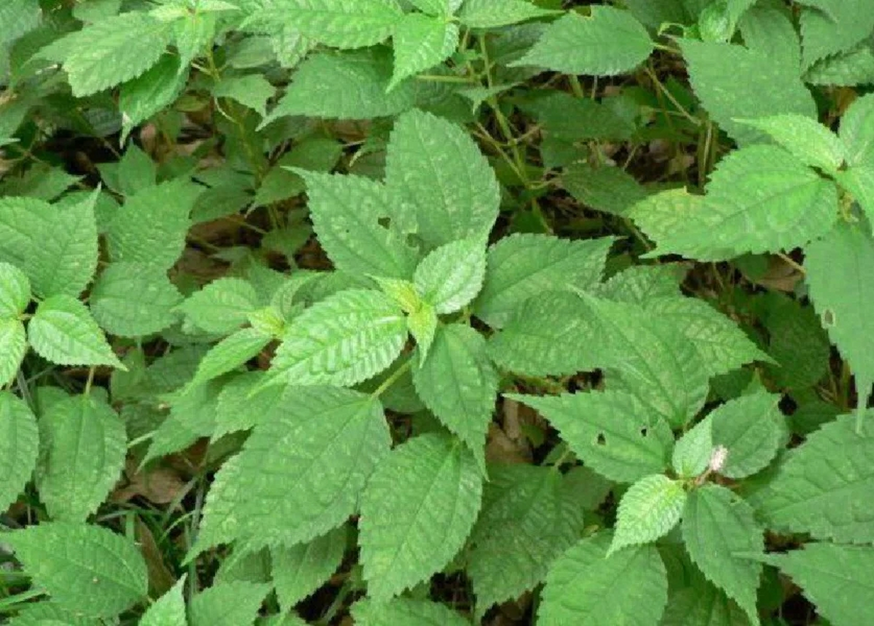 荨麻 功效作用 核心功效 消积通便,平肝定惊,解毒 性味 味辛,苦,性寒