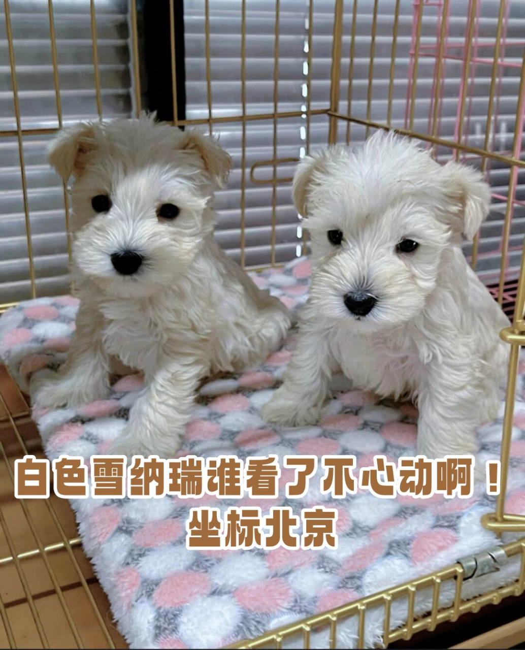 白色雪纳瑞谁看了不心动啊!