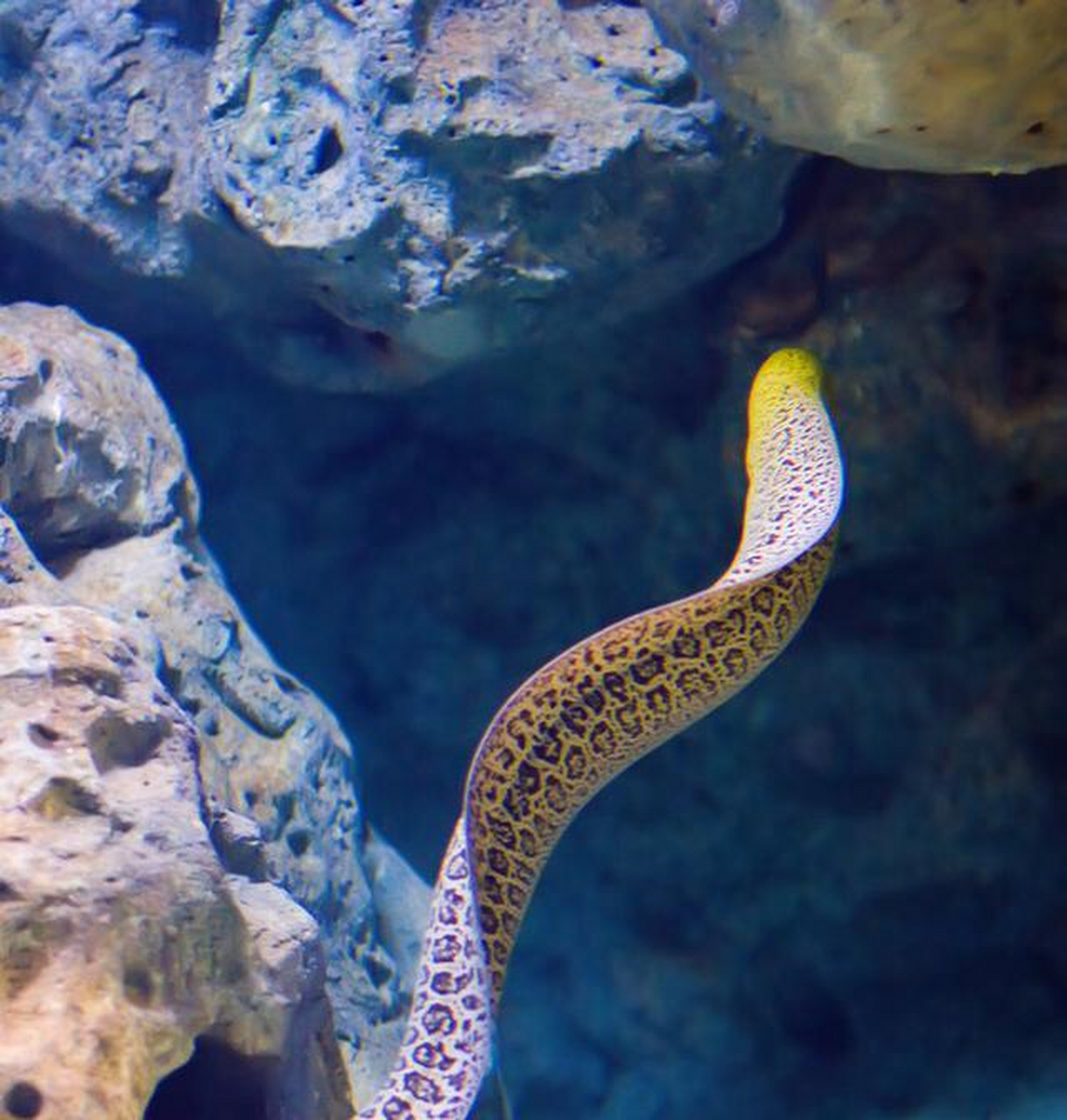 海鳝是分布在热带和亚热带海洋中的一类鱼的总称,从生物学角度上看