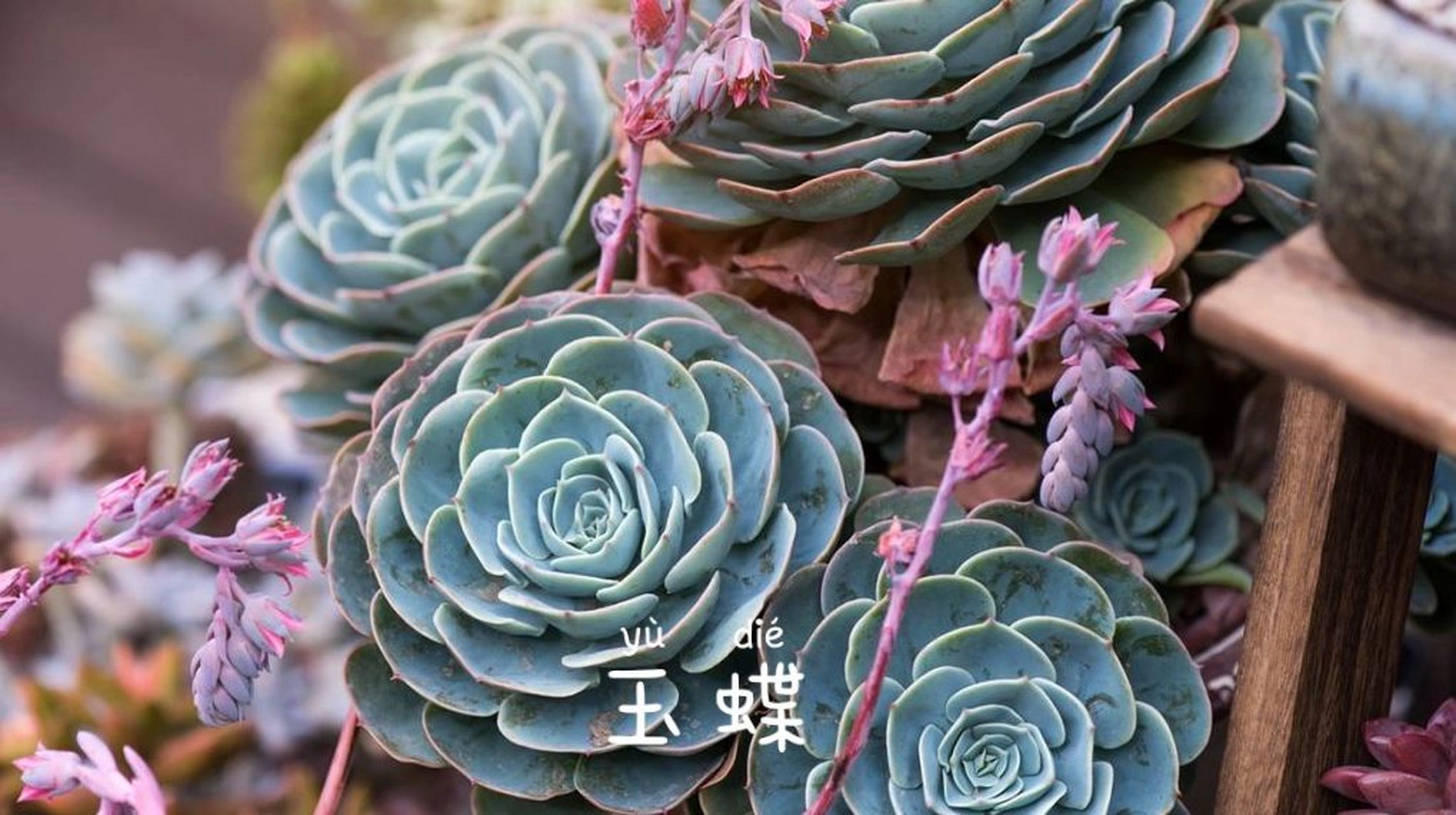 适合新手种的七种多肉植物,廉价好养 对于刚开始养多肉,不推荐买贵的