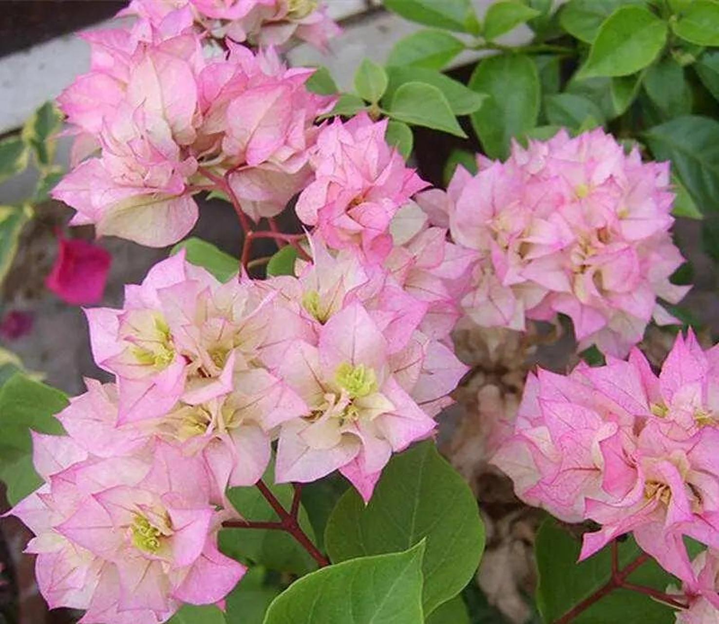 西施怡锦在重瓣三角梅当中非常有代表性,开出的花朵多是粉,米,绿相间