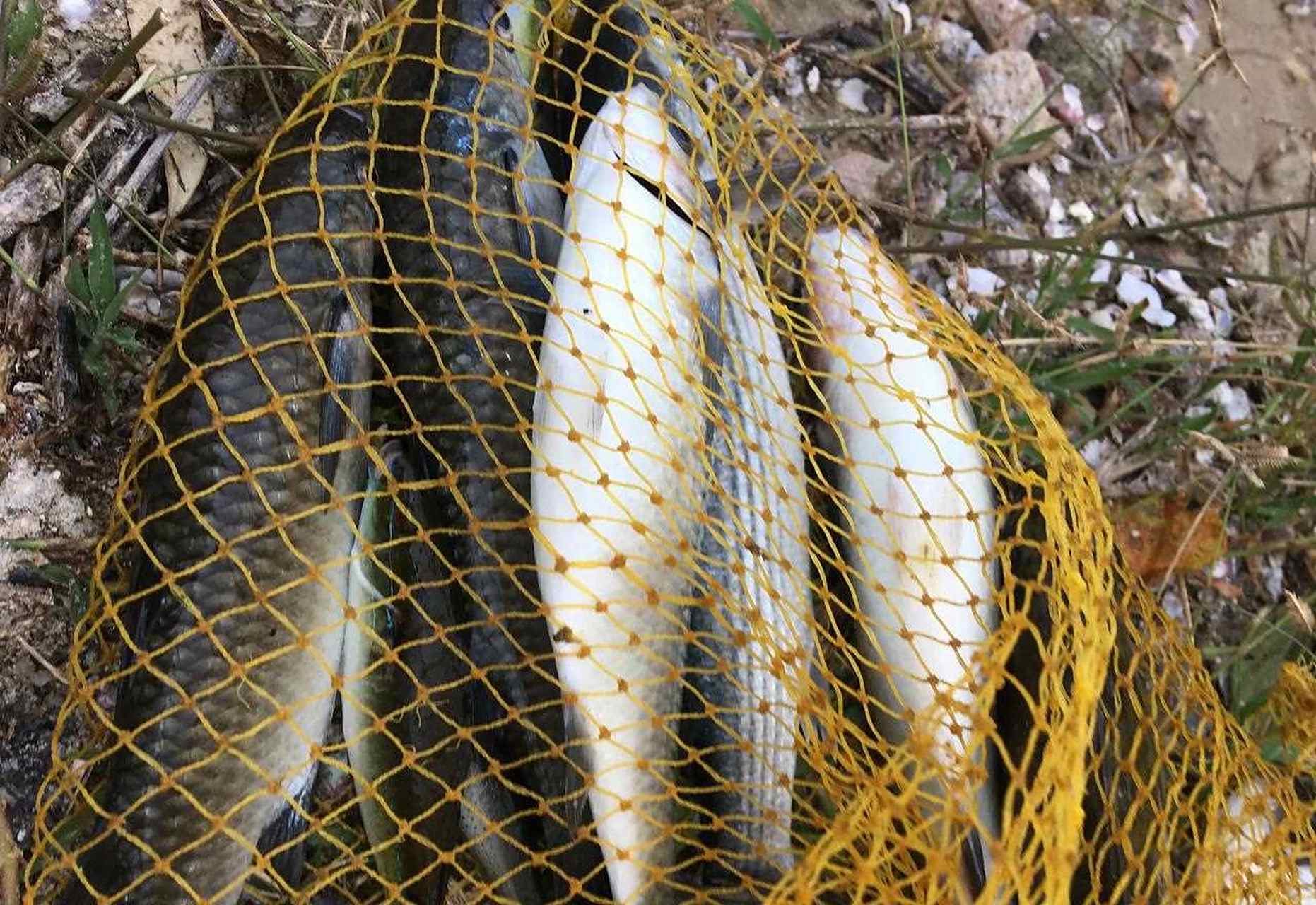 吹鱼,乐仔鱼,金钱鱼,金鼓鱼,西鱼,巴浪鱼,等等,我叫不出名字的鱼.