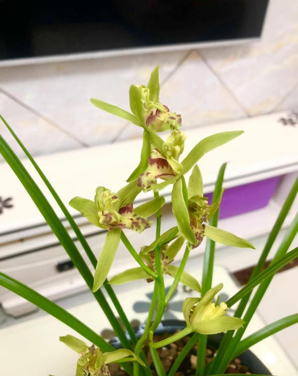 漂亮的蕙兰玉祥牡丹,香味浓郁!  #我的植物朋友#  #春日赏花季