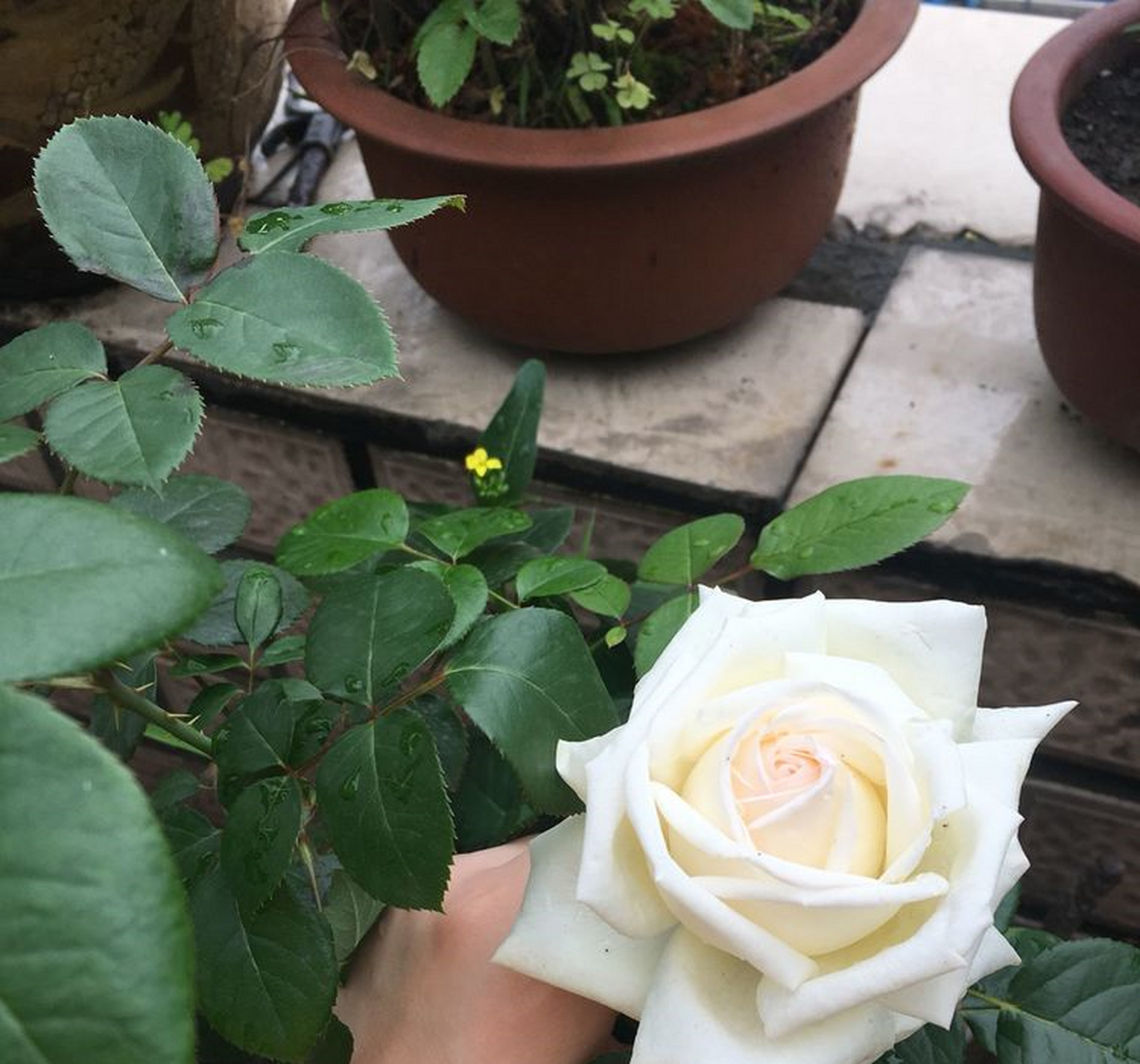 珍妮莫罗 这种花名为"珍妮莫罗",蔷薇科直立灌木植物,2005年育成于