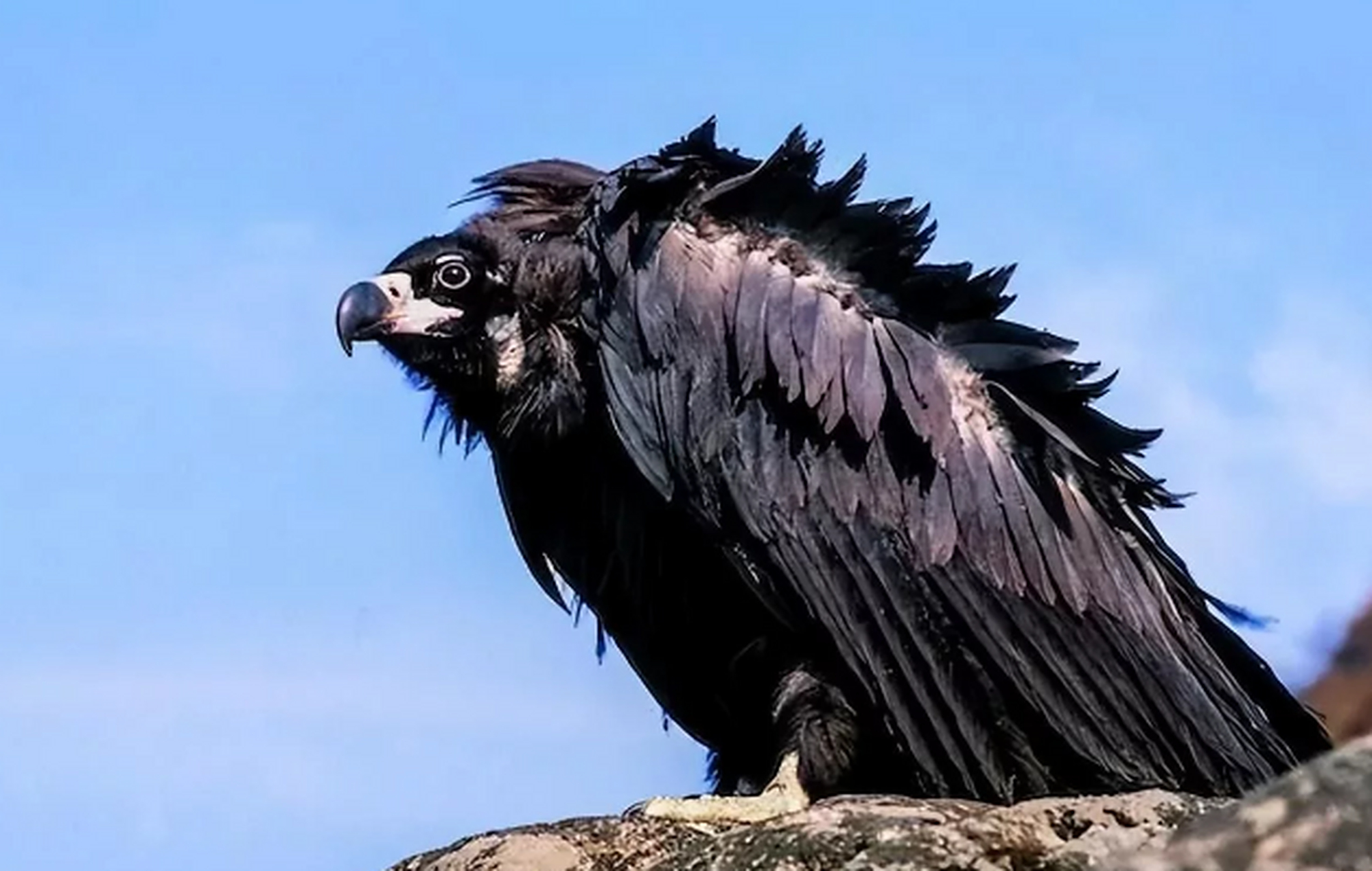 河南村民在山上遇巨型鸟王,百鸟尾随性格残暴,眼睛还能冒绿光?