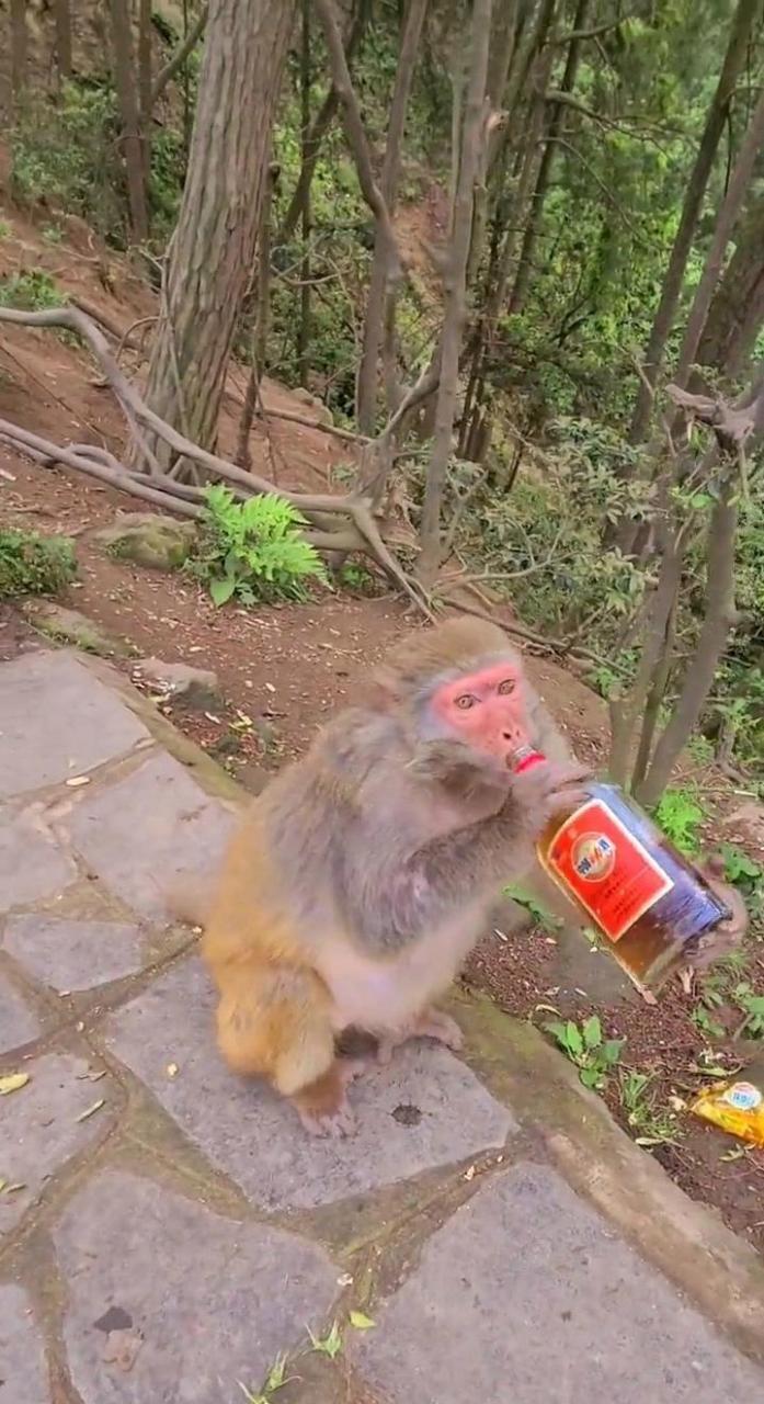 没想到猴子竟然也爱喝劲酒,只是不知道它喝醉了会不会发酒疯呢?