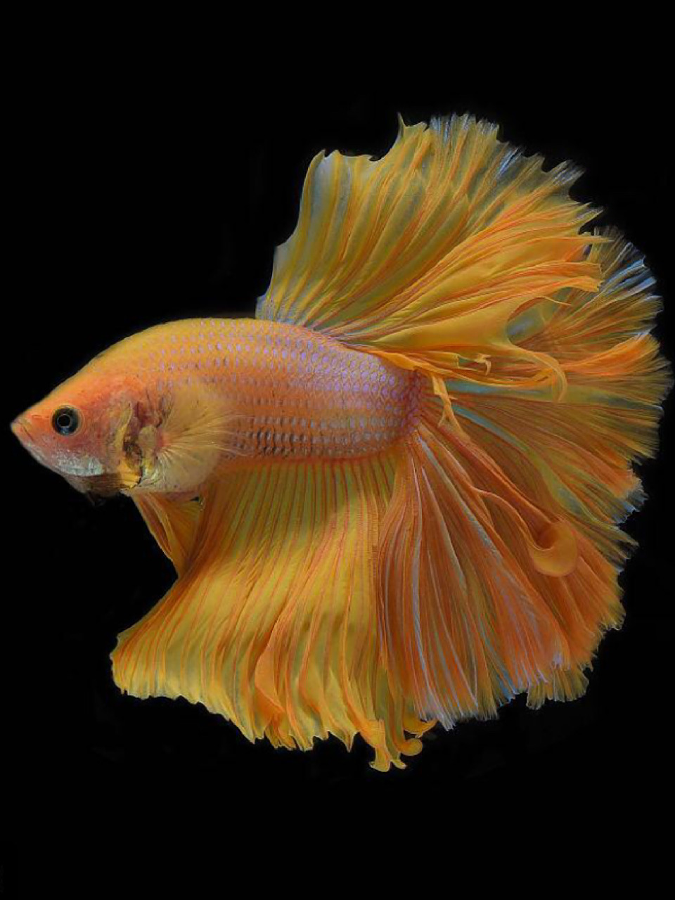 每天陪孩子一起瞧动物 名称:五彩搏鱼 别名:泰国斗鱼,暹罗斗鱼,彩雀鱼