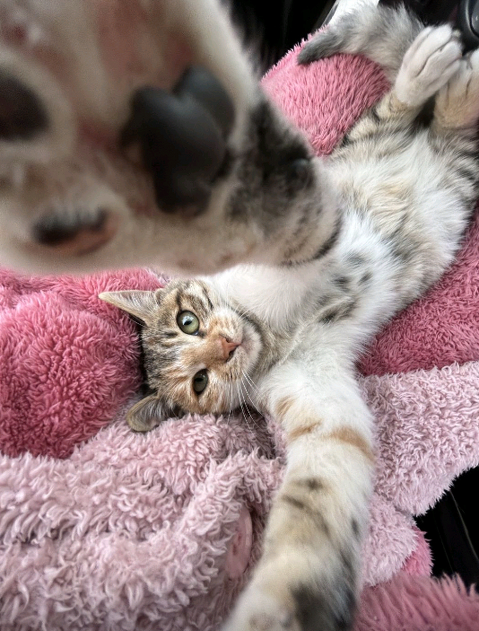 猫猫的自拍照