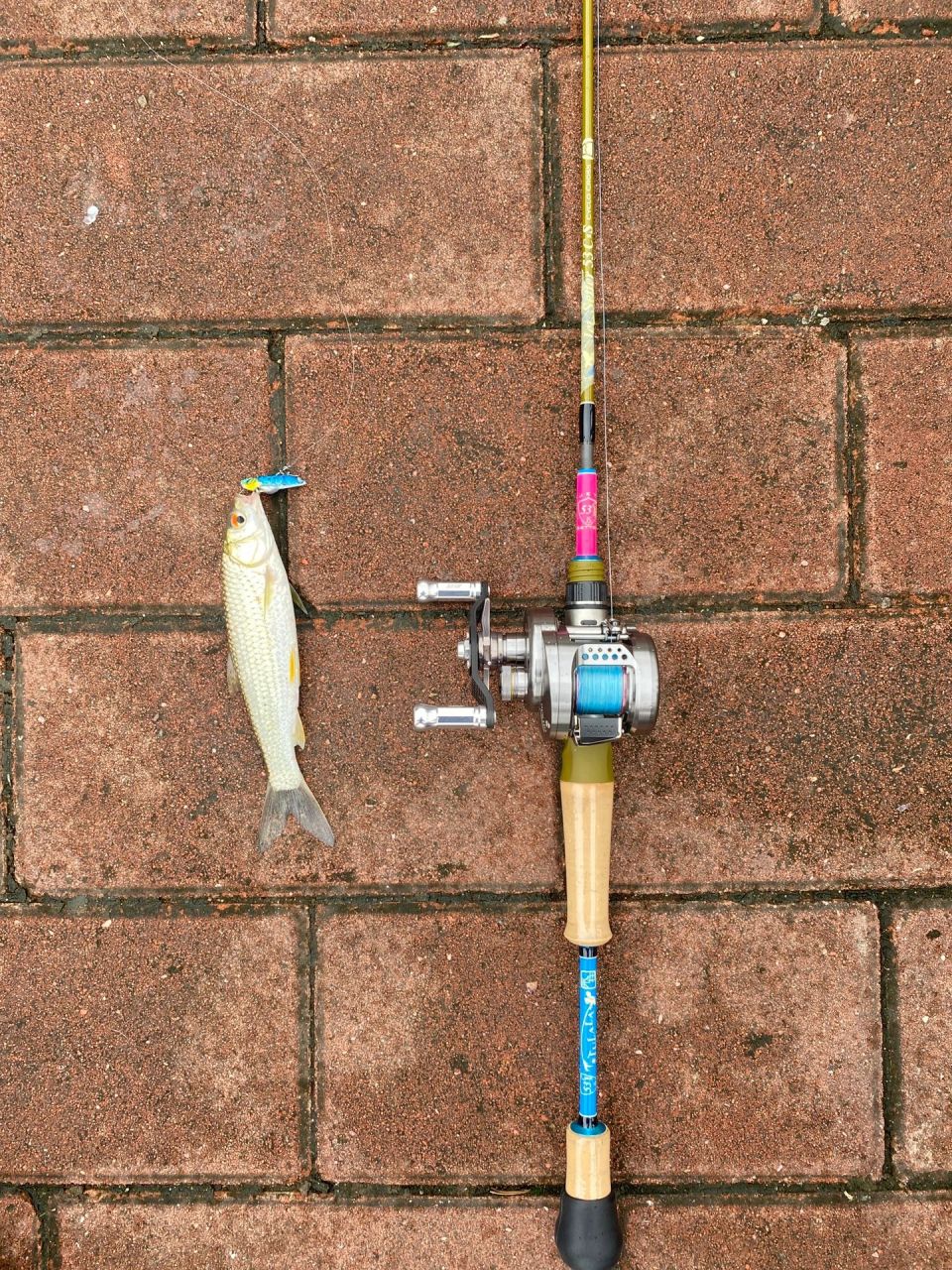 城市河里路亚(河里路亚能钓什么鱼)