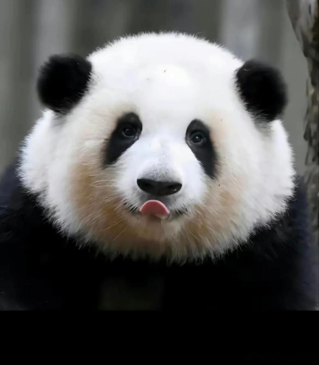 五一来四川朋友圈9图不够放#  去四川看一看大熊猫吧,然后我们一起去