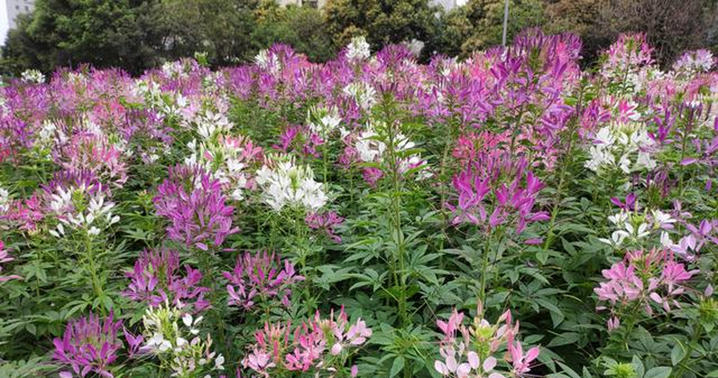 特殊的花(特殊的花符号)