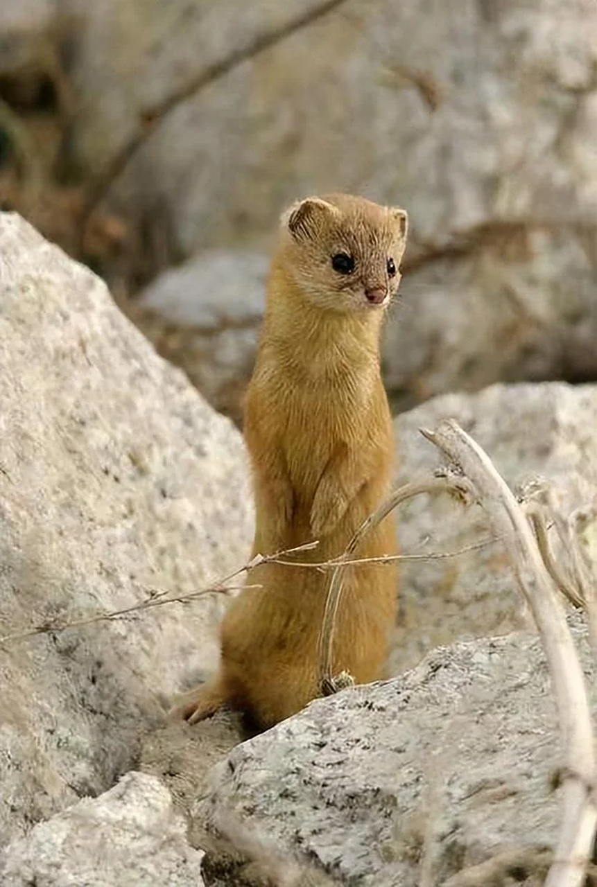 黄鼠狼  黄鼠狼91中文名称:黄鼬 91拉丁学名:mustela sibirica