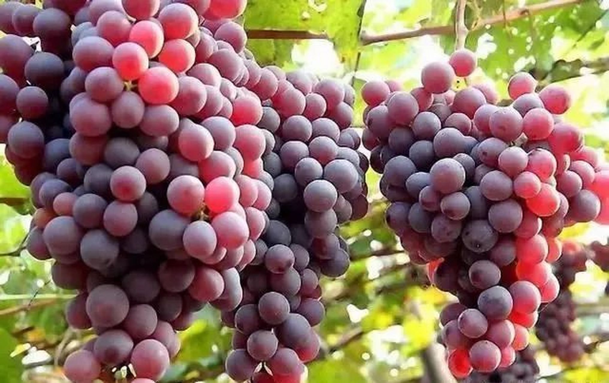 唐朝诗人刘禹锡来并州曾写有葡萄歌,赞美清徐葡萄.