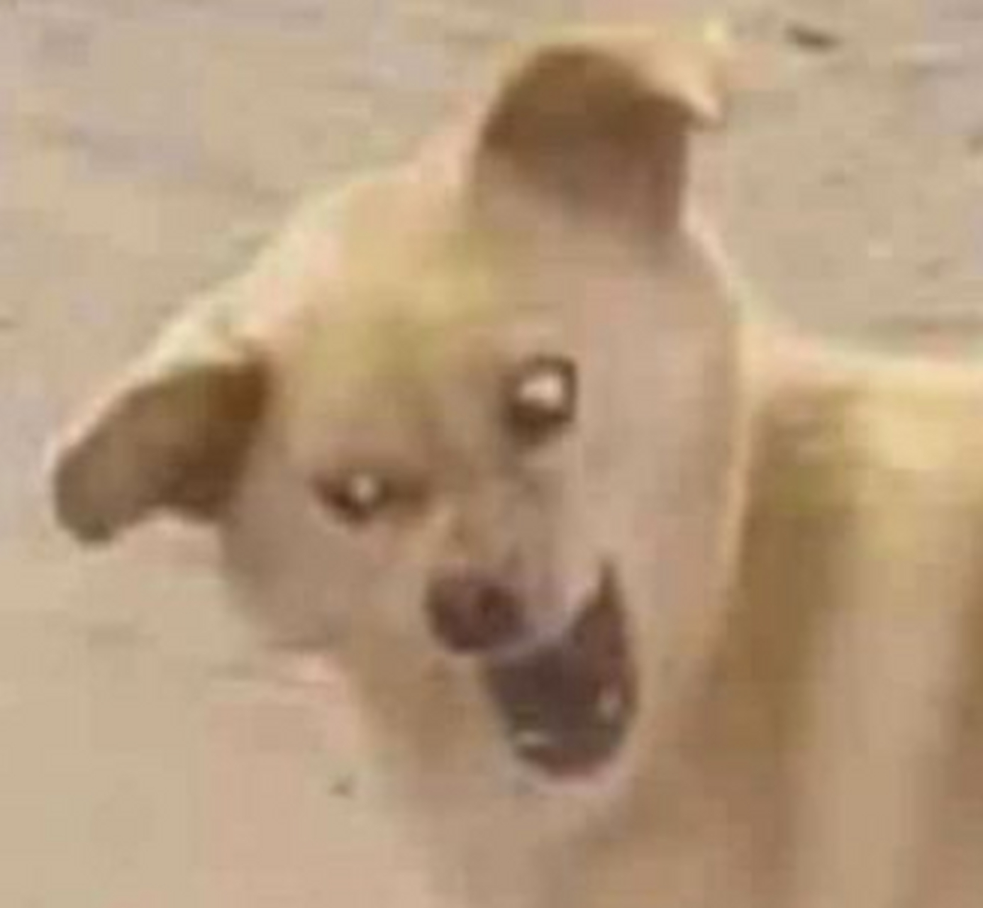 叶国华撞脸狗狗表情包!相由心生这句话,到啥时候都不过时!