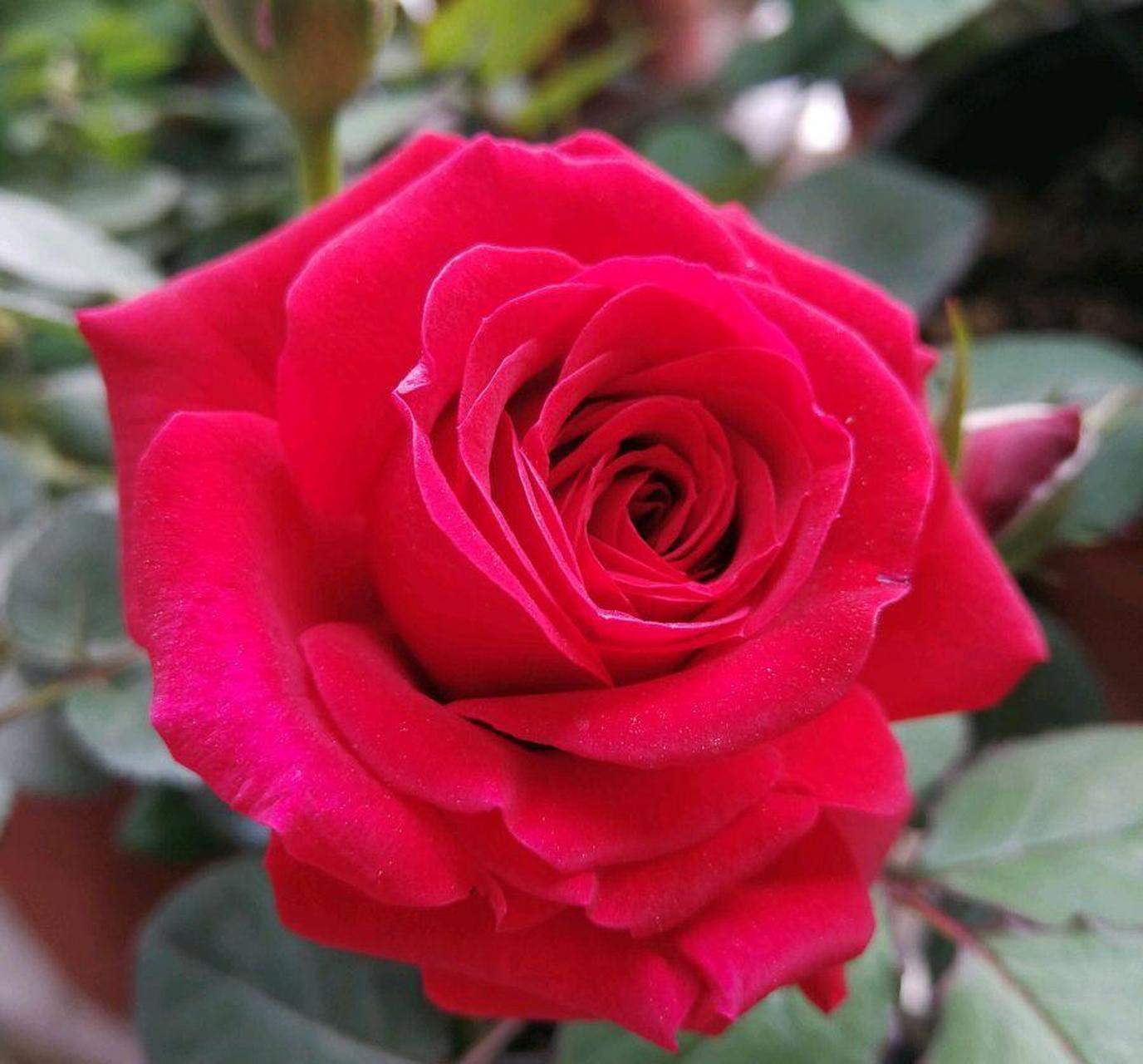 流星王阳台,"阳台"系列微型月季的新品种,株型矮小,高只有三四十厘米