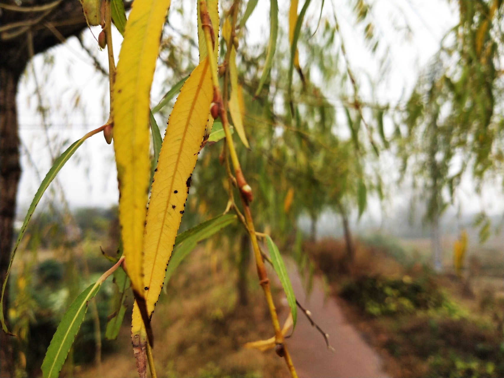 影像八公山:情人坝的柳叶黄了 我若不说,你仅凭看图可能会误以为这是