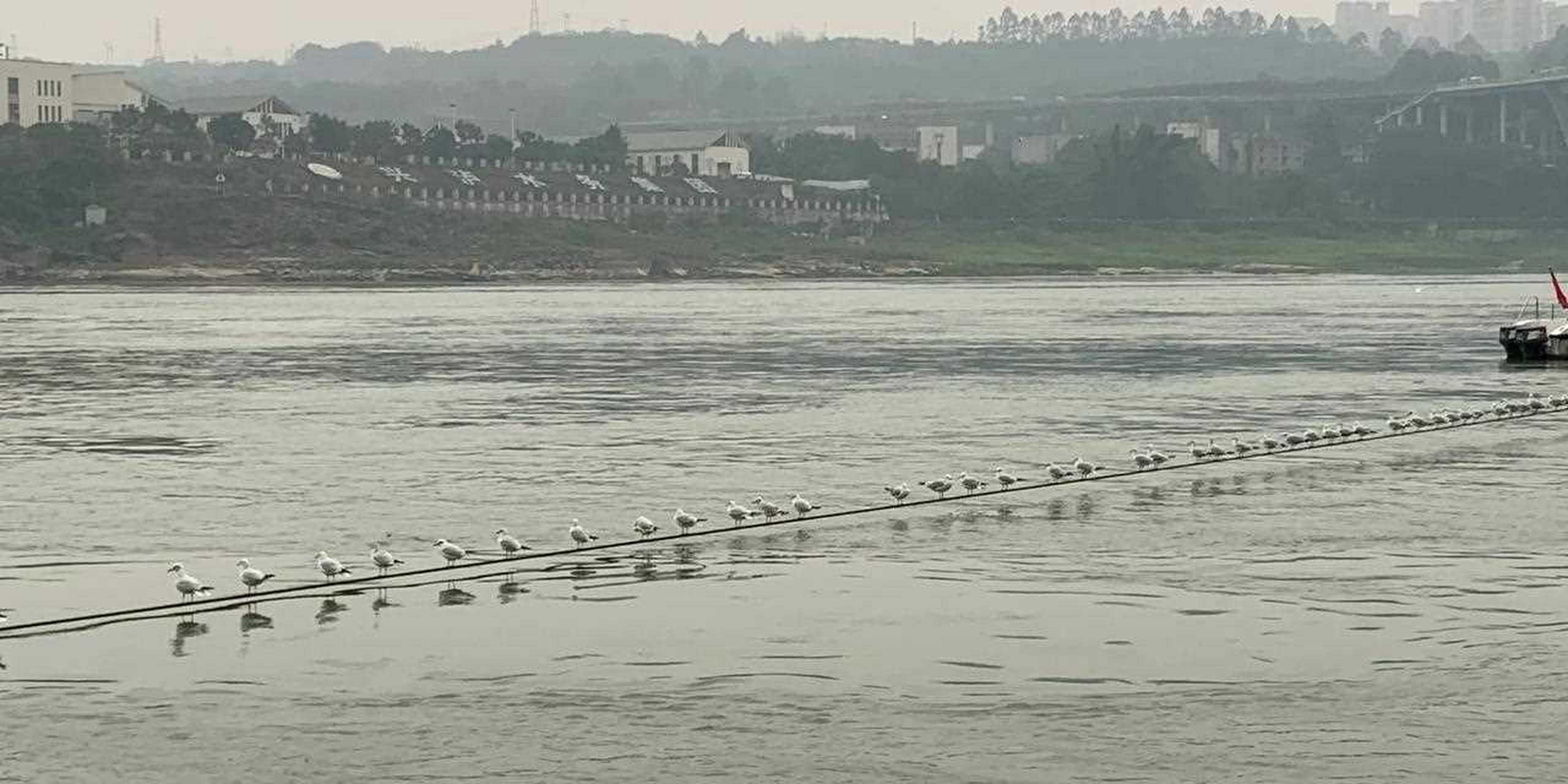 一年一度红嘴鸥距离在泸州东门口的景象,今年也如期而至,今年显然数量