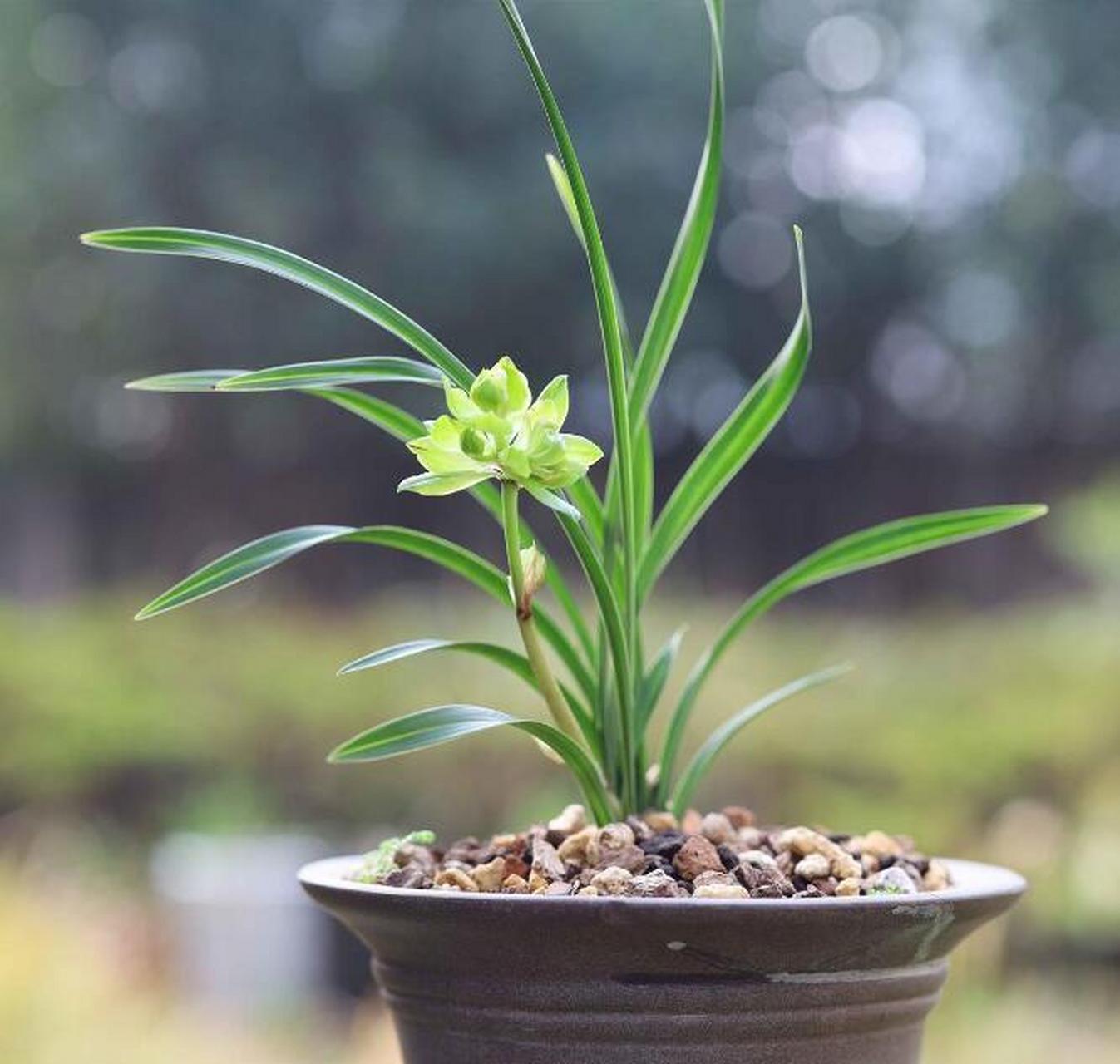 春兰九仙牡丹,开花后,很像莲花座  