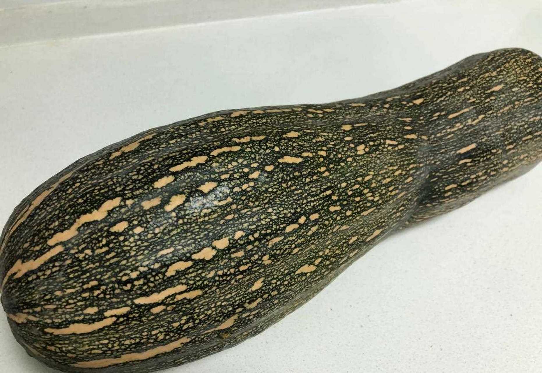 颜色也以纯色为主,友友们,你们见过长条形的南瓜吗?