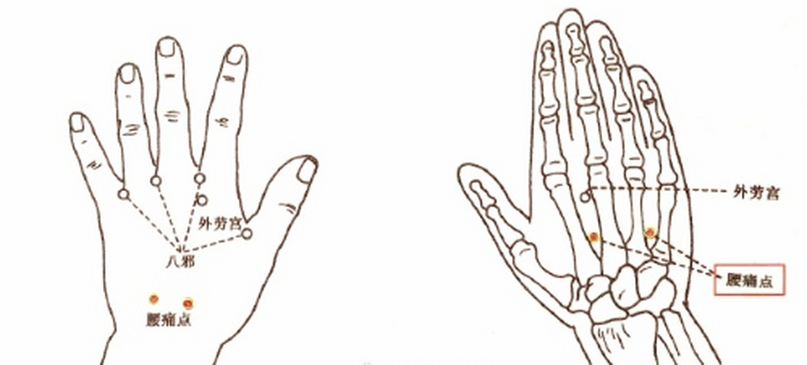 【腰痛】  腰痛点,每侧手背两个穴位,共四穴.