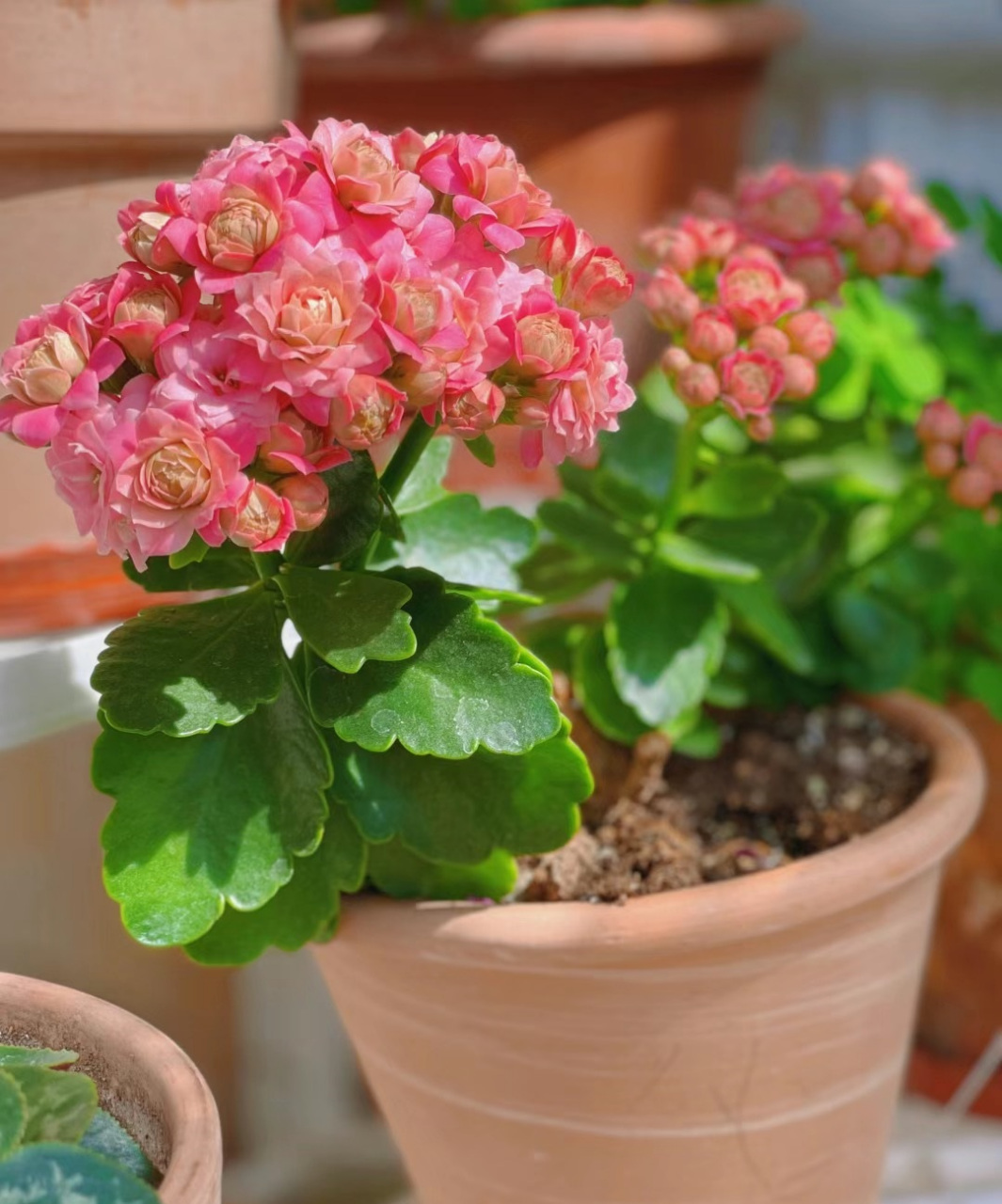 这个品种名叫"璎珞",是这几年大红大紫的新品,它的花朵重瓣,状如玫瑰