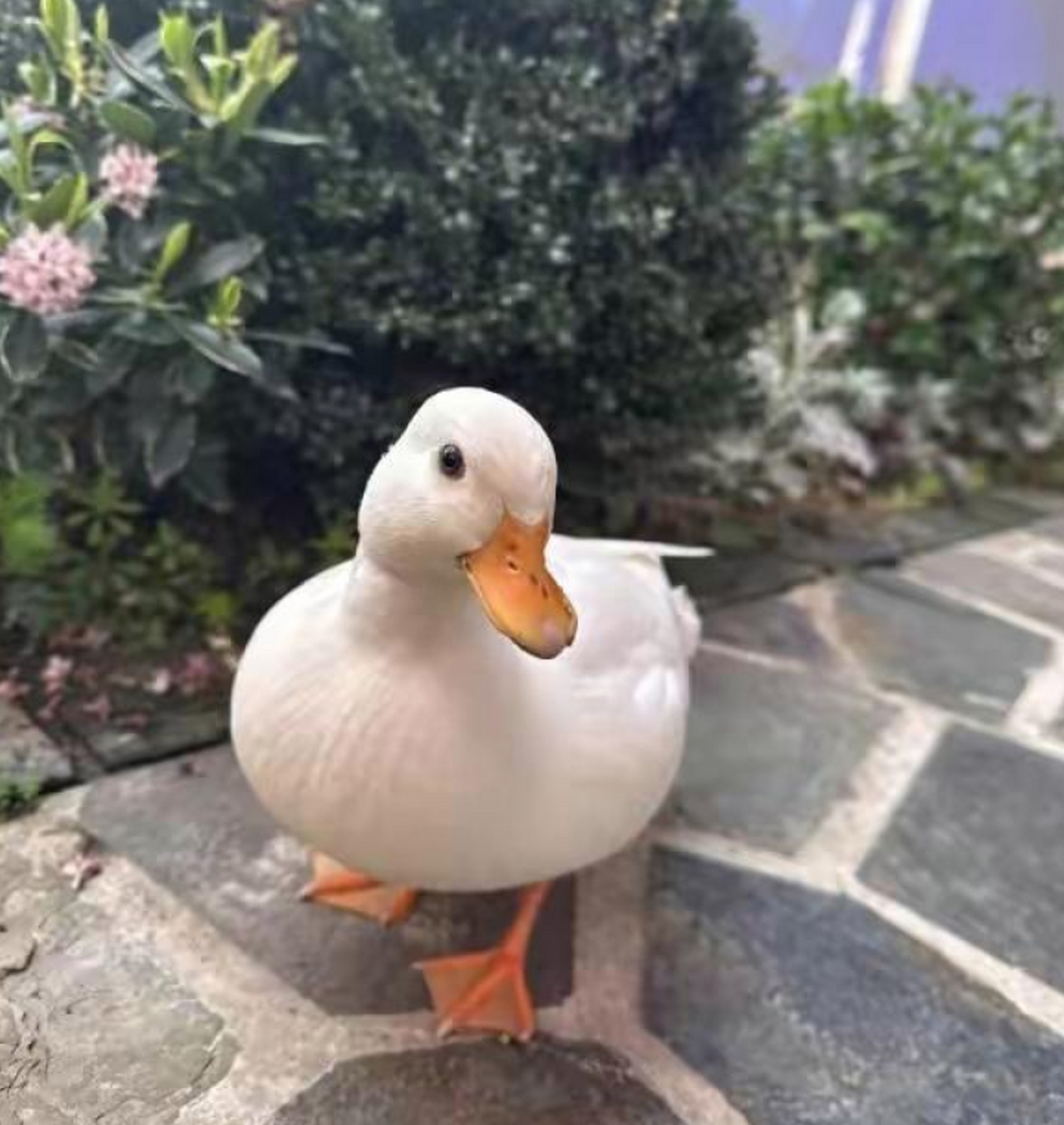 上海一正在自家花园散步的宠物柯尔鸭,突然被陌生人一把抱走,差点被