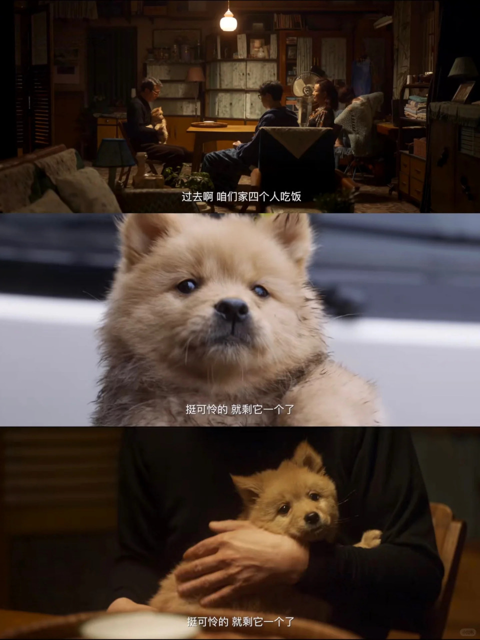 忠犬八公经典语录图片