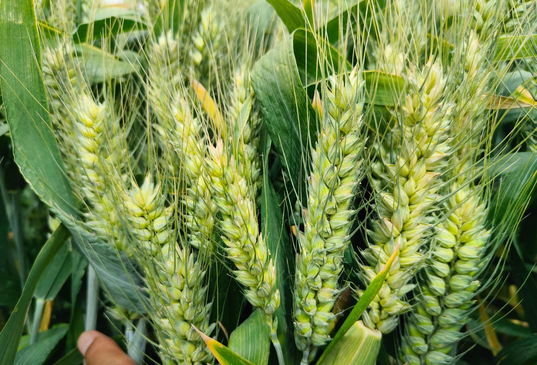 当前,各地小麦陆续进入抽穗扬花期,亩穗数和穗粒数已经确定,管理的