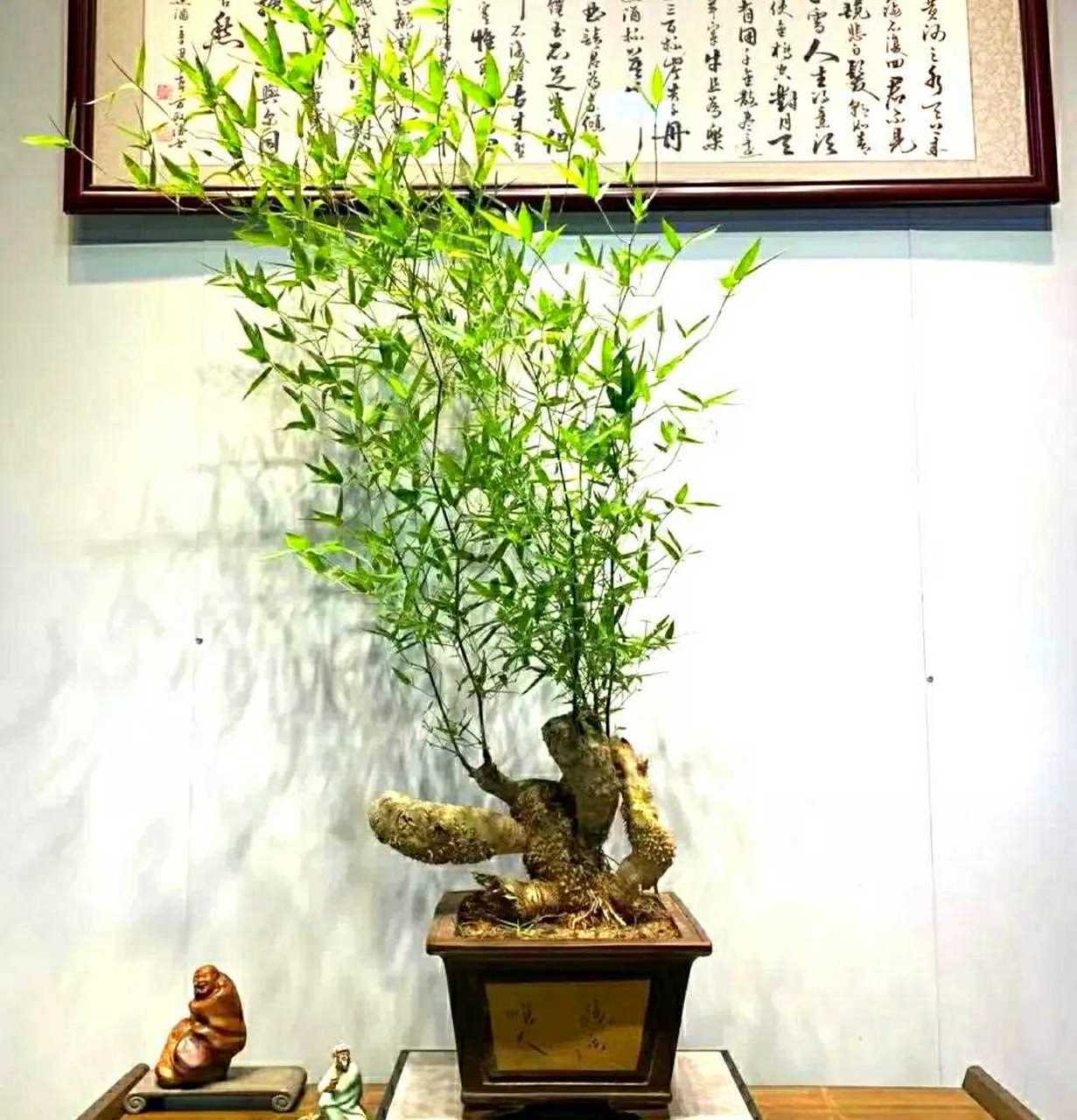 家有翠竹 蒸蒸日上节节高 竹石盆景佳作欣赏[囧]