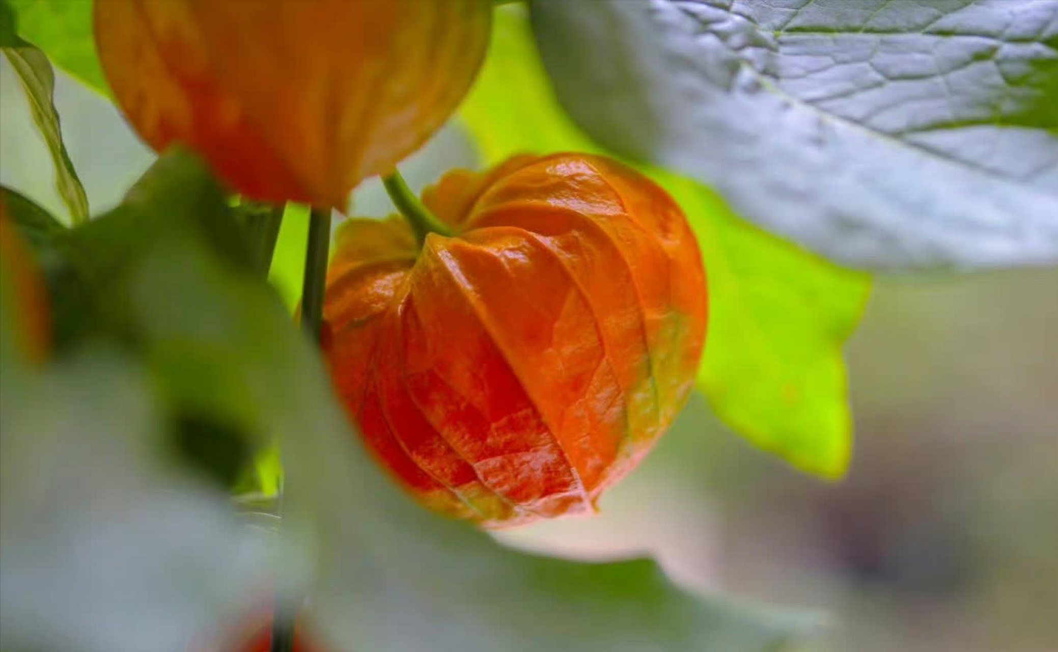 元宵果:十月吉祥