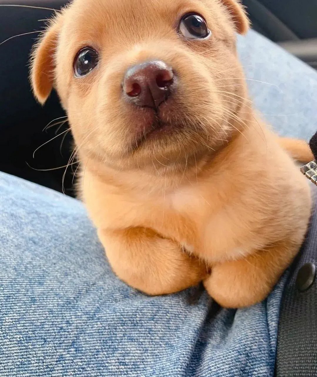 工地捡到小狗狗,收养后每天折手手卖萌,太可爱了!