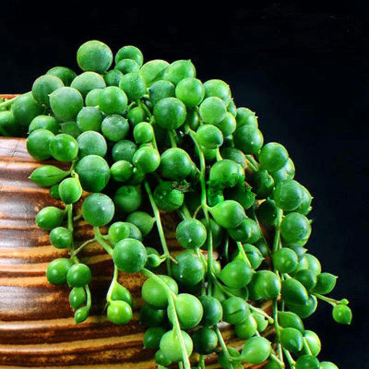 认识一种绿植:"健康平安"多肉佛珠 91名称:翡翠珠 00别名:一串珠