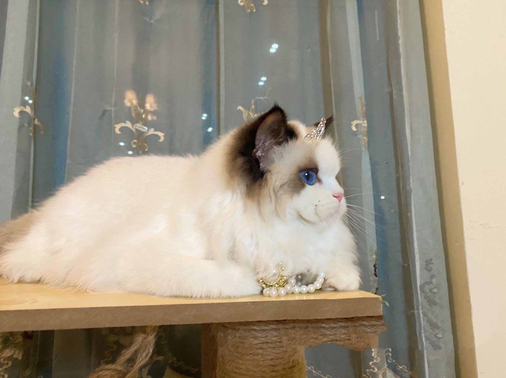 布偶猫 戴上皇冠的赛级妹妹,美到窒息.