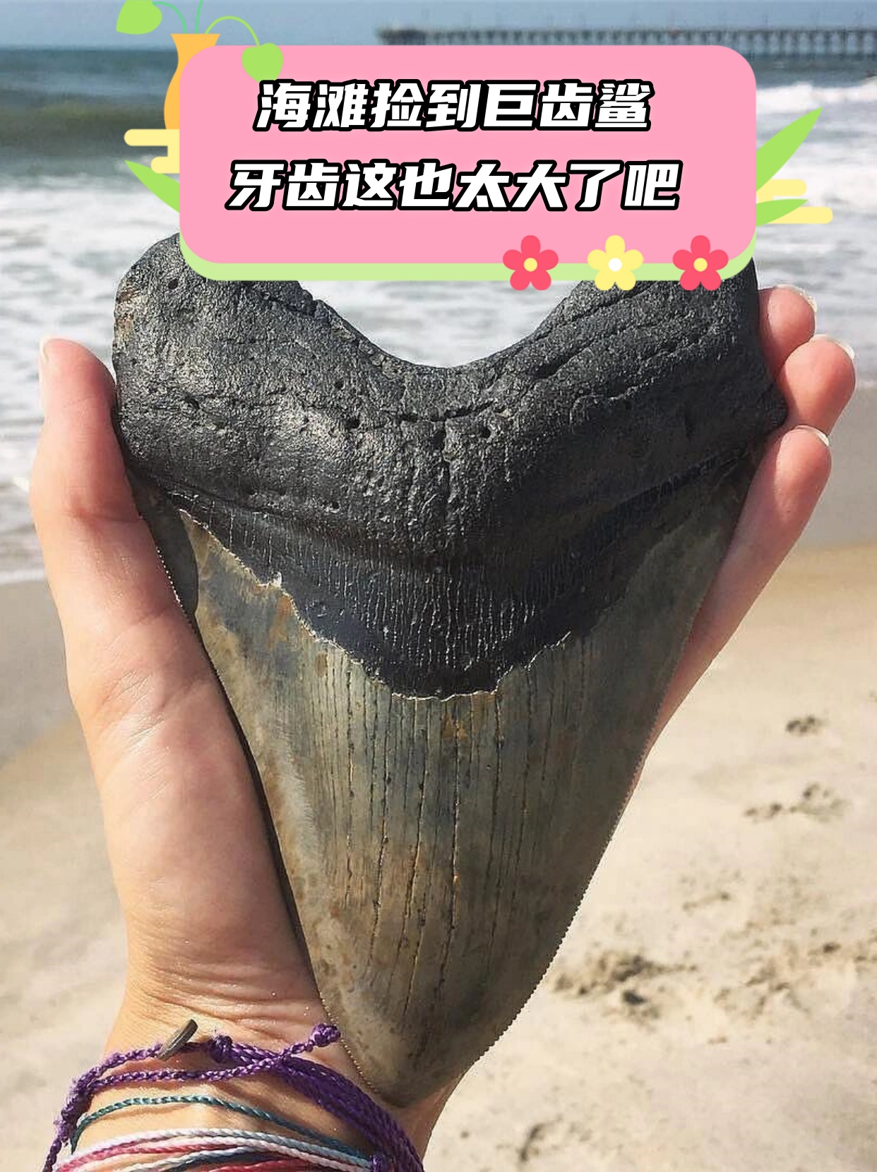 海滩捡到巨齿鲨牙齿这也太大了吧