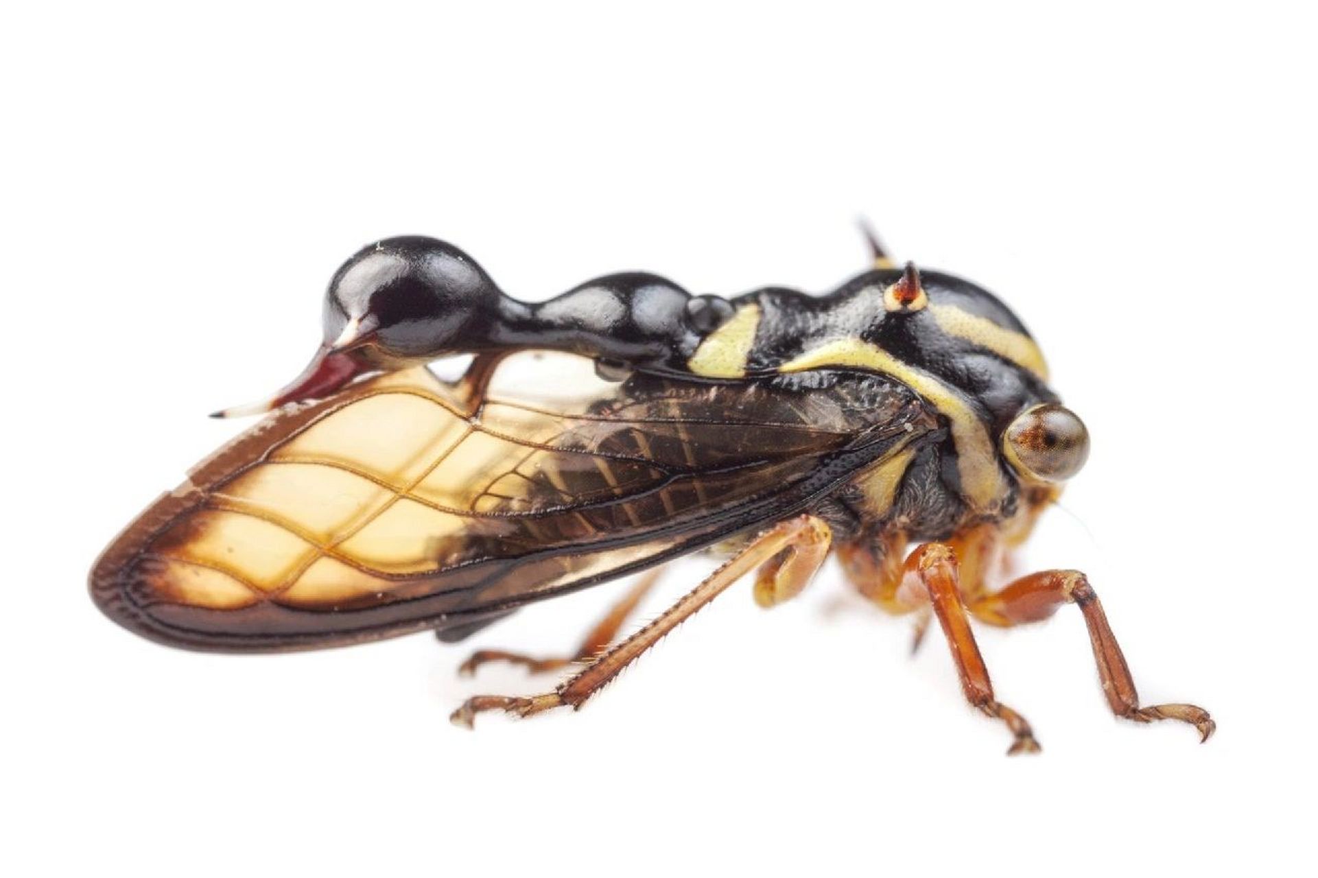 中文名:拟蚁态角蝉 来自亚马逊热带雨林的一种神奇生物,身上长着菩挝