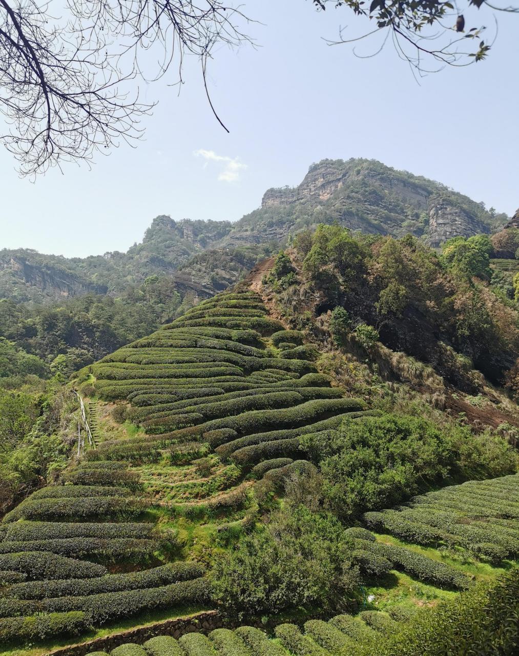 山场小气候 武夷山的岩茶之所有那么多千姿百态的风味,就是因为影响