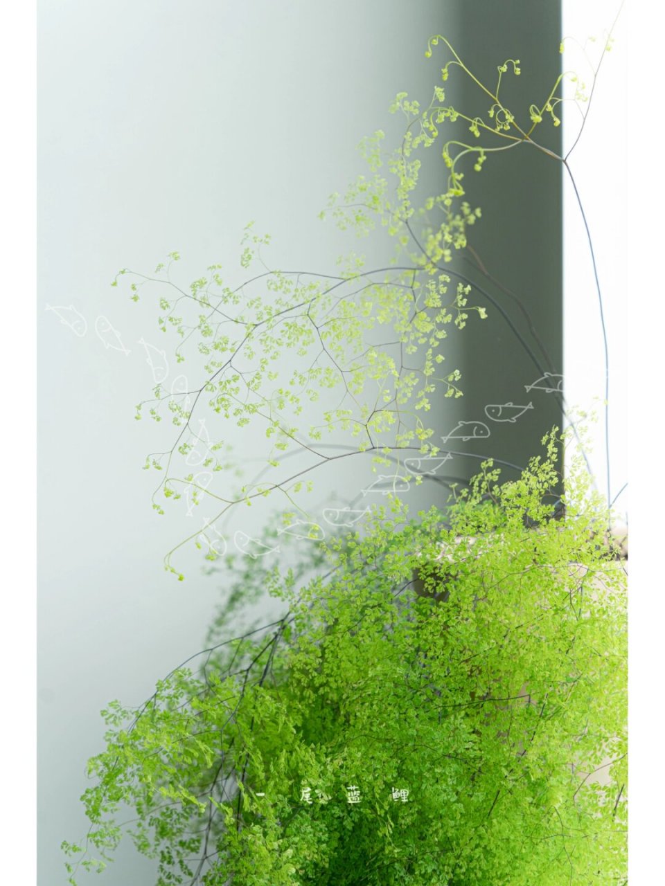 细叶铁线蕨  铁线蕨不容易养死,但很容易养残