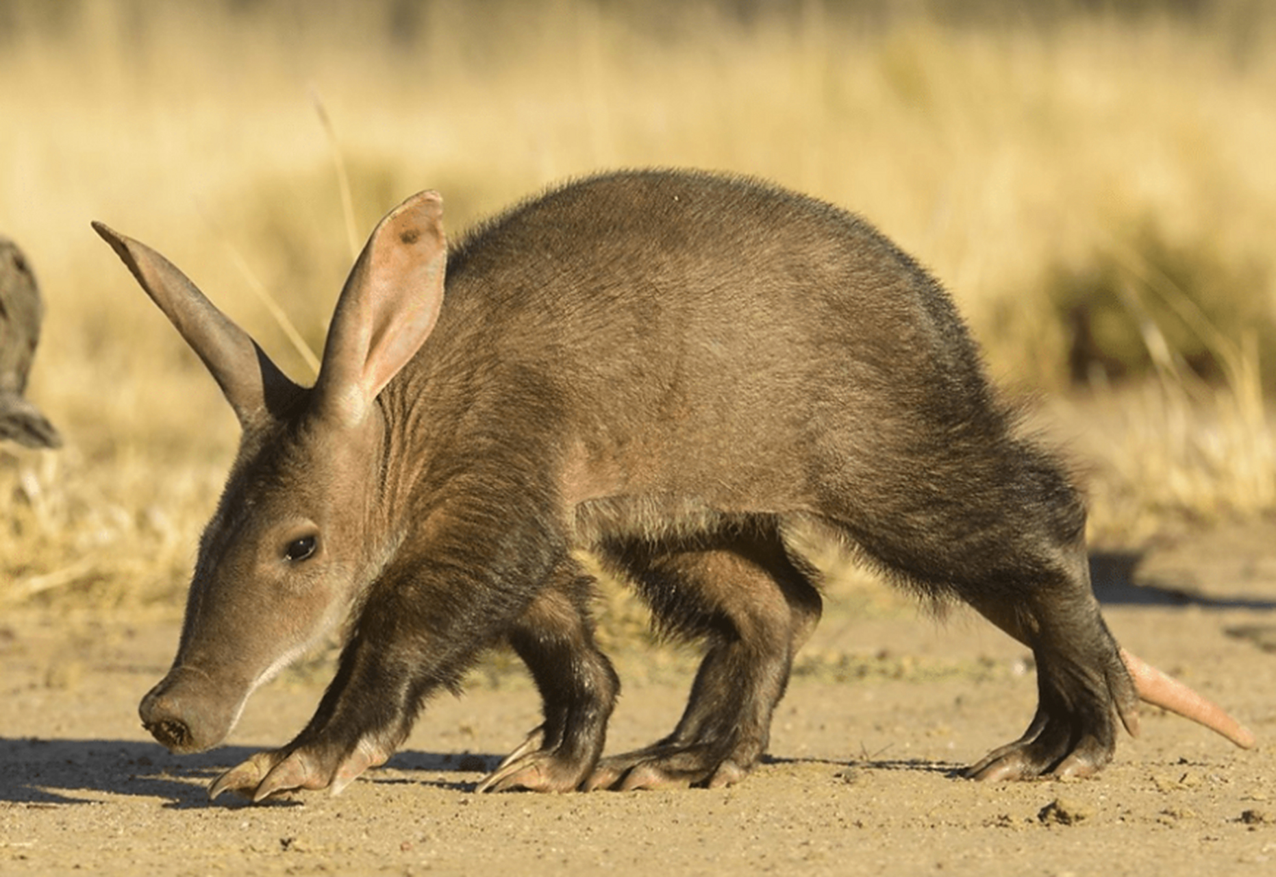 世界最丑的动物 土豚 这种小动物可能只有他们的父母亲认为他们很可爱